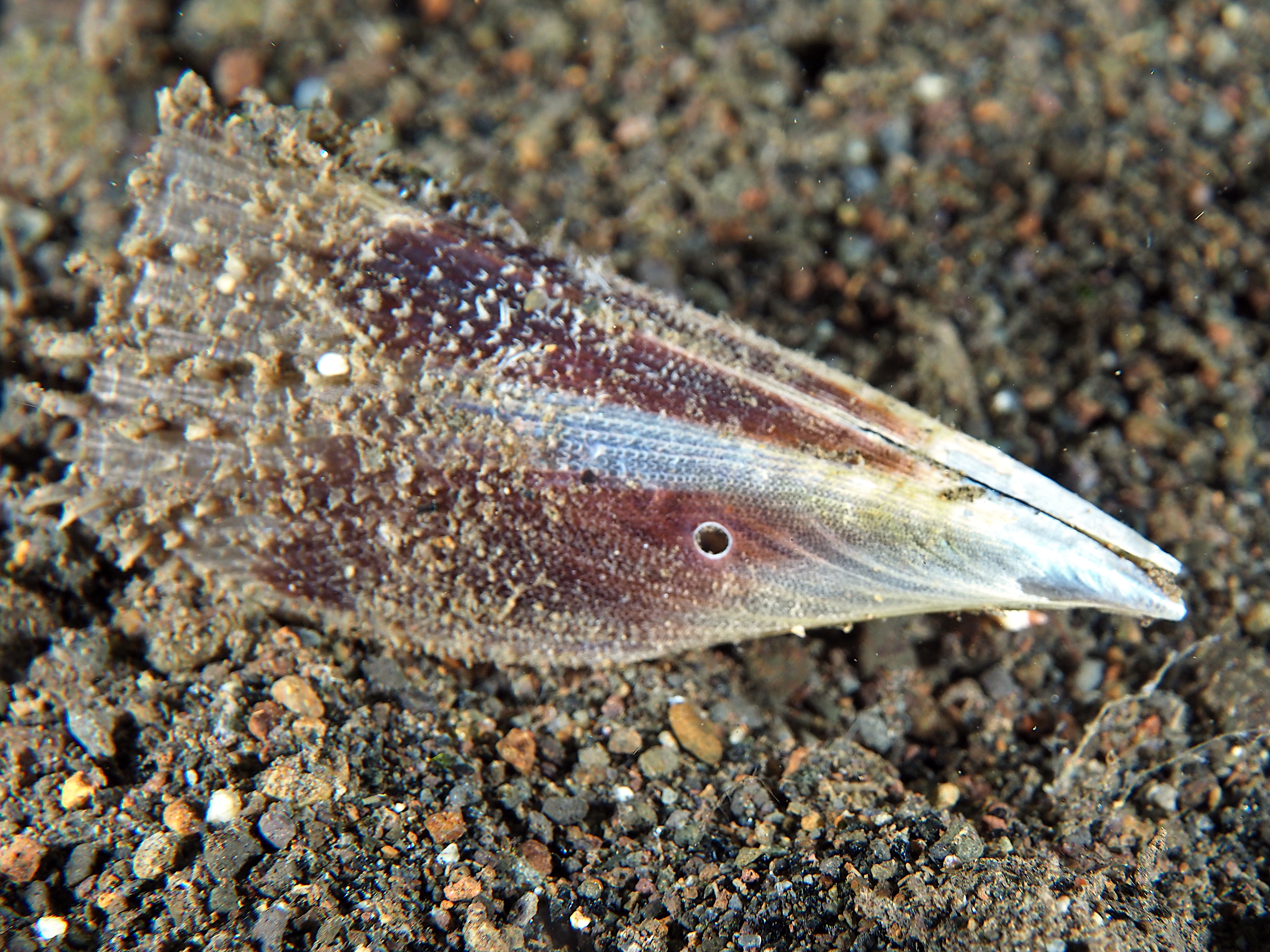 Prickly Pen Shell - Pinna muricata - Komodo, Indonesia