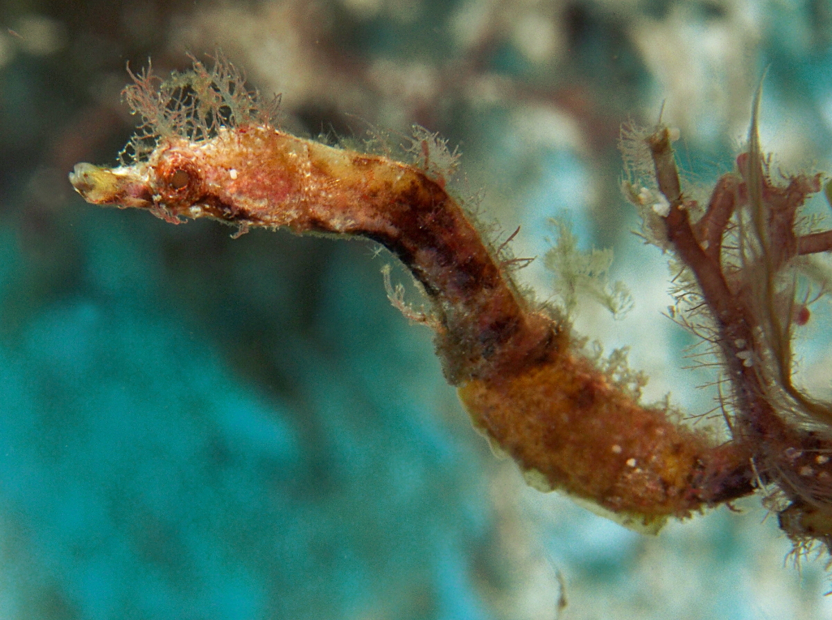 Pipehorse - Amphelikturus dendriticus