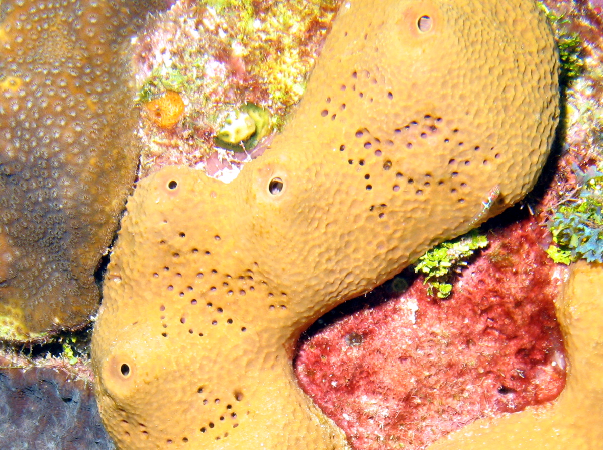 Pitted Sponge - Verongula rigida