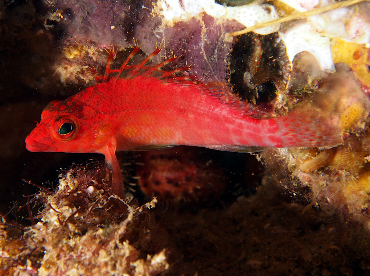 Pixy Hawkfish - Cirrhitichthys oxycephalus