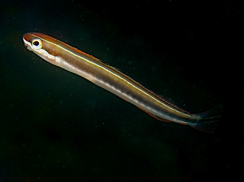 Sabertooth Blenny - Plagiotremus azaleus - Cabo San Lucas, Mexico