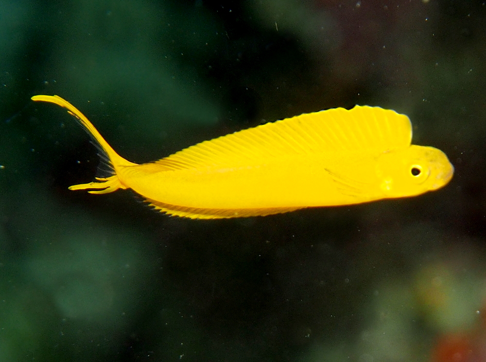 Fiji Fangblenny - Plagiotremus flavus - Fiji