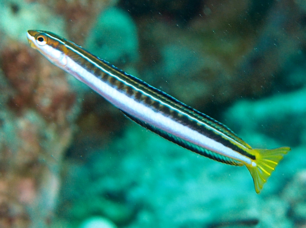 Gosline's Fangblenny - Plagiotremus goslinei - Oahu, Hawaii