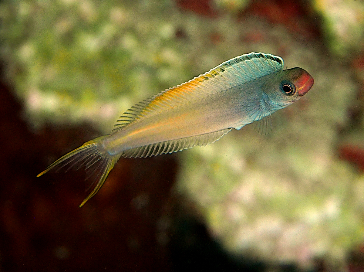 Bicolour fangblenny - Plagiotremus laudandus