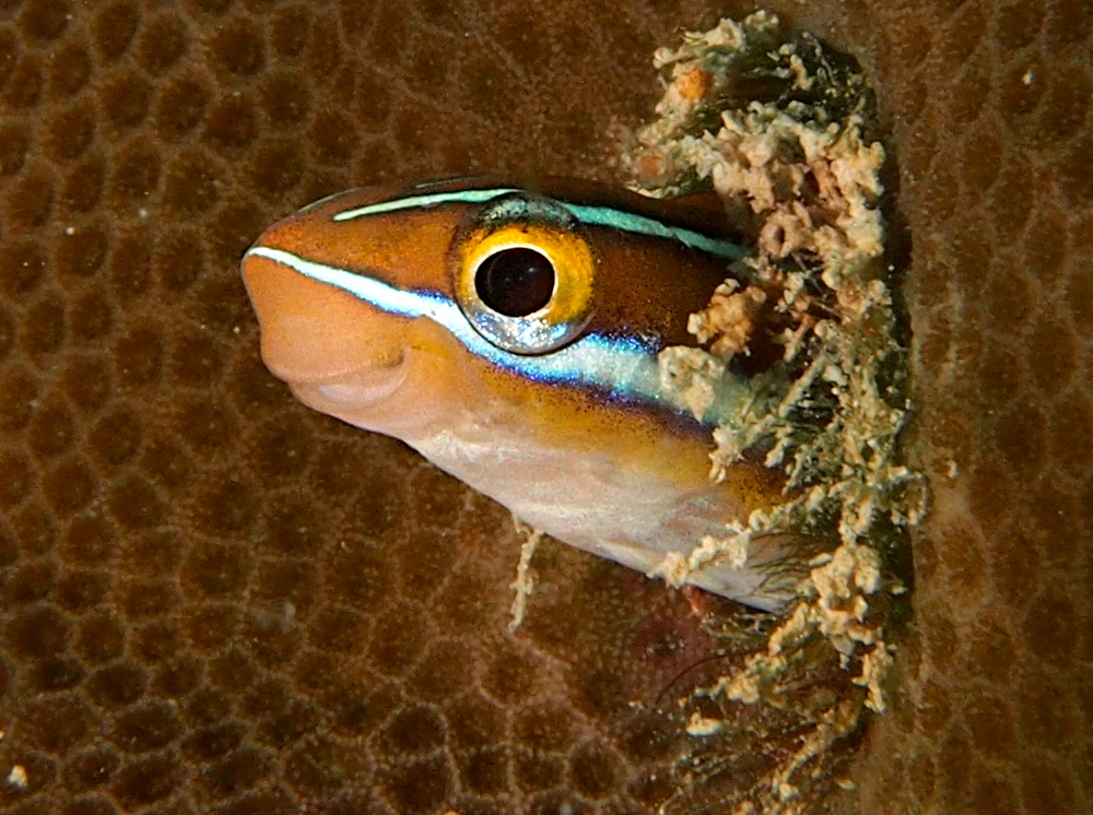 Bluestriped Fangblenny - Plagiotremus rhinorhynchos