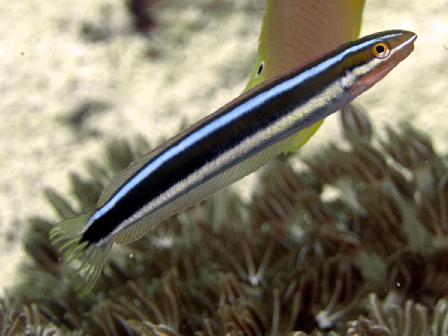 Bluestriped Fangblenny - Plagiotremus rhinorhynchos