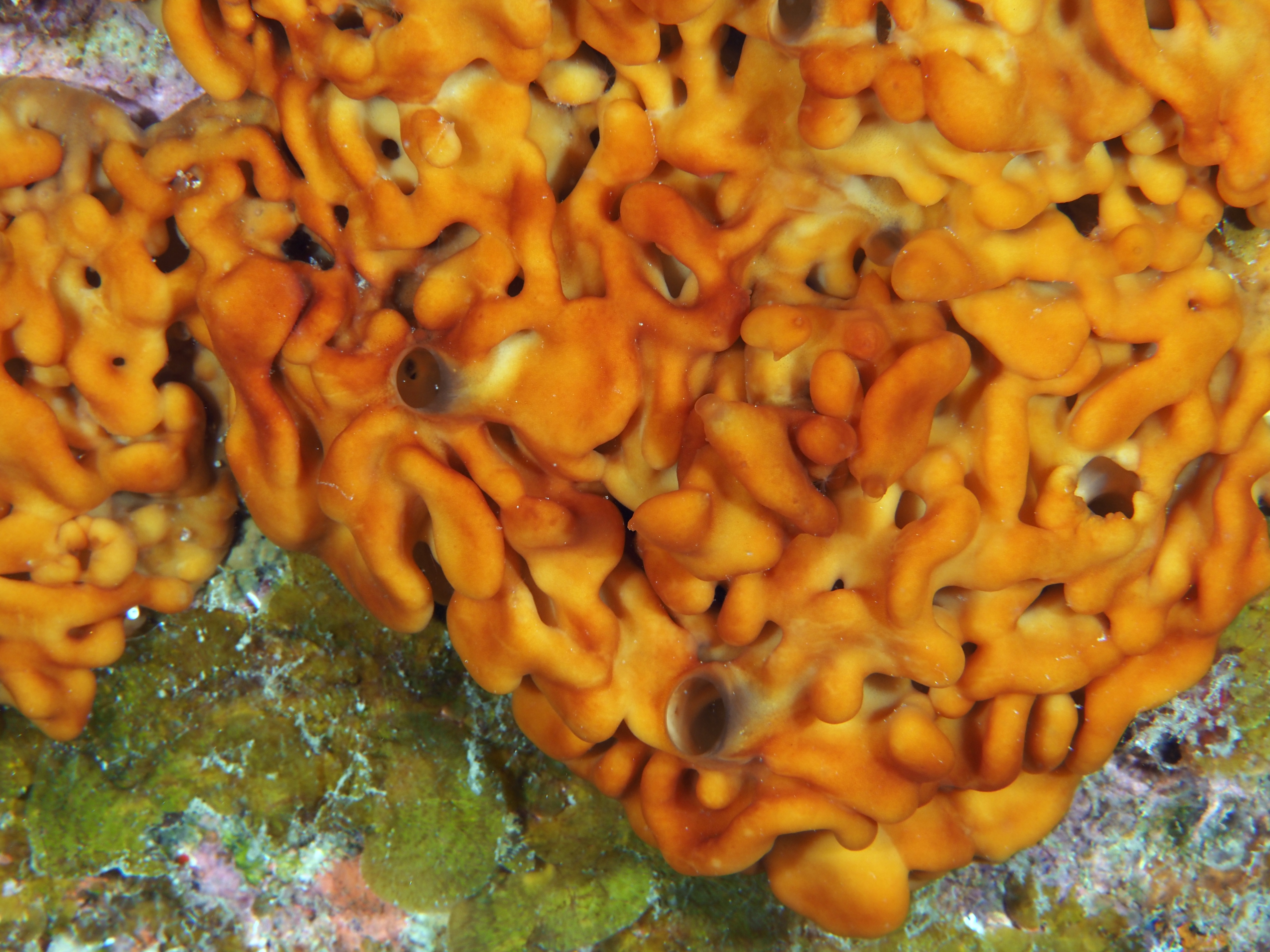 Plakina jamaicensis - Plakina jamaicensis