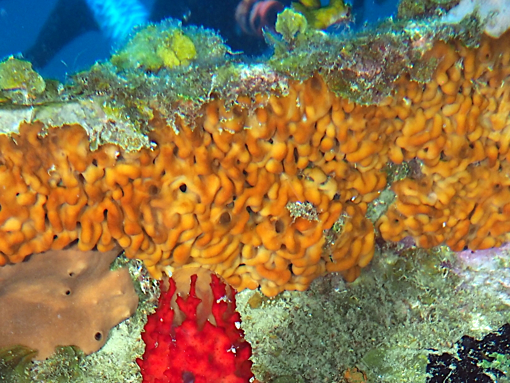 Plakina jamaicensis - Plakina jamaicensis