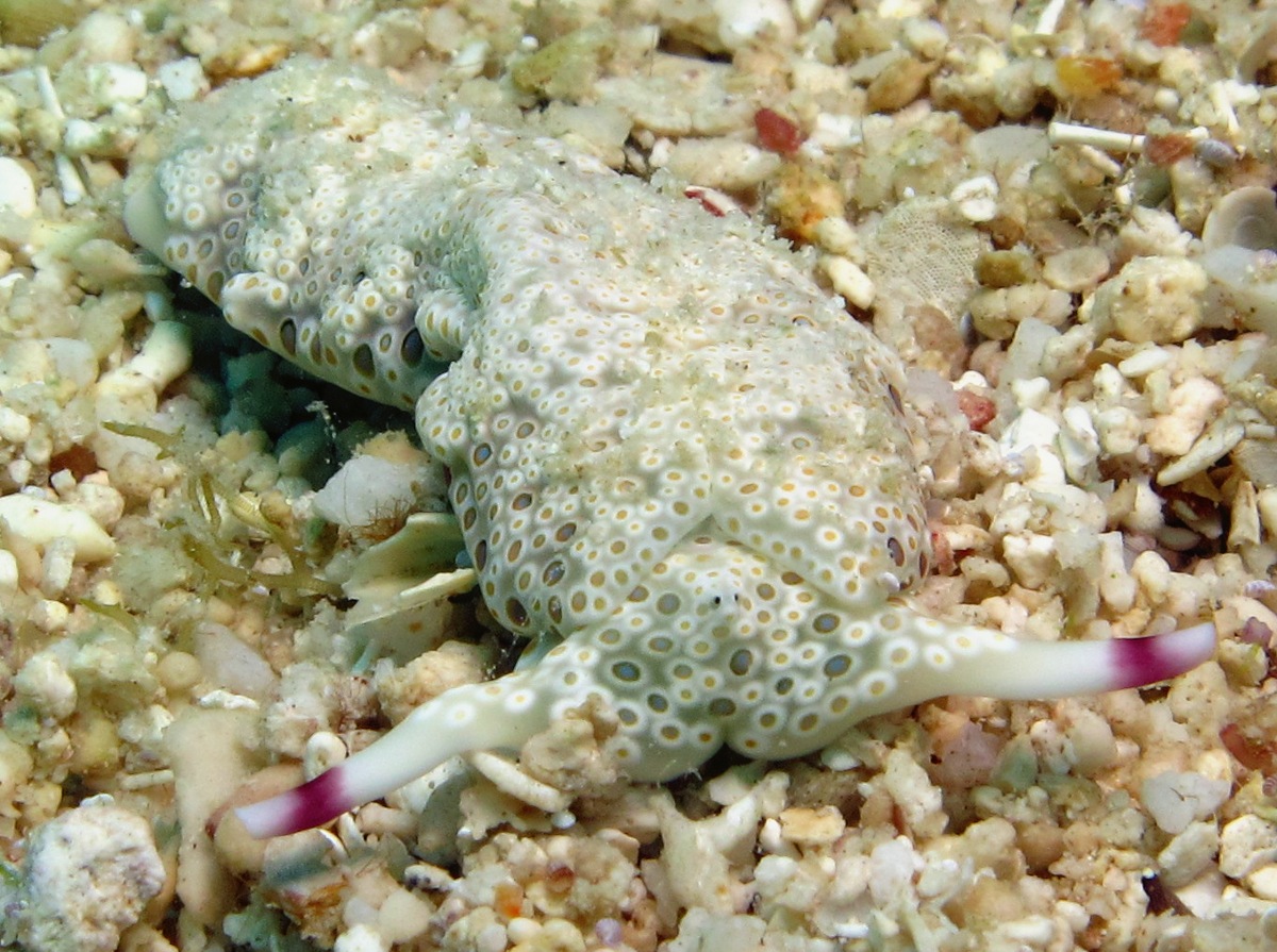 Ringed Sap-Sucking Slug - Plakobranchus ocellatus - Dumaguete, Philippines