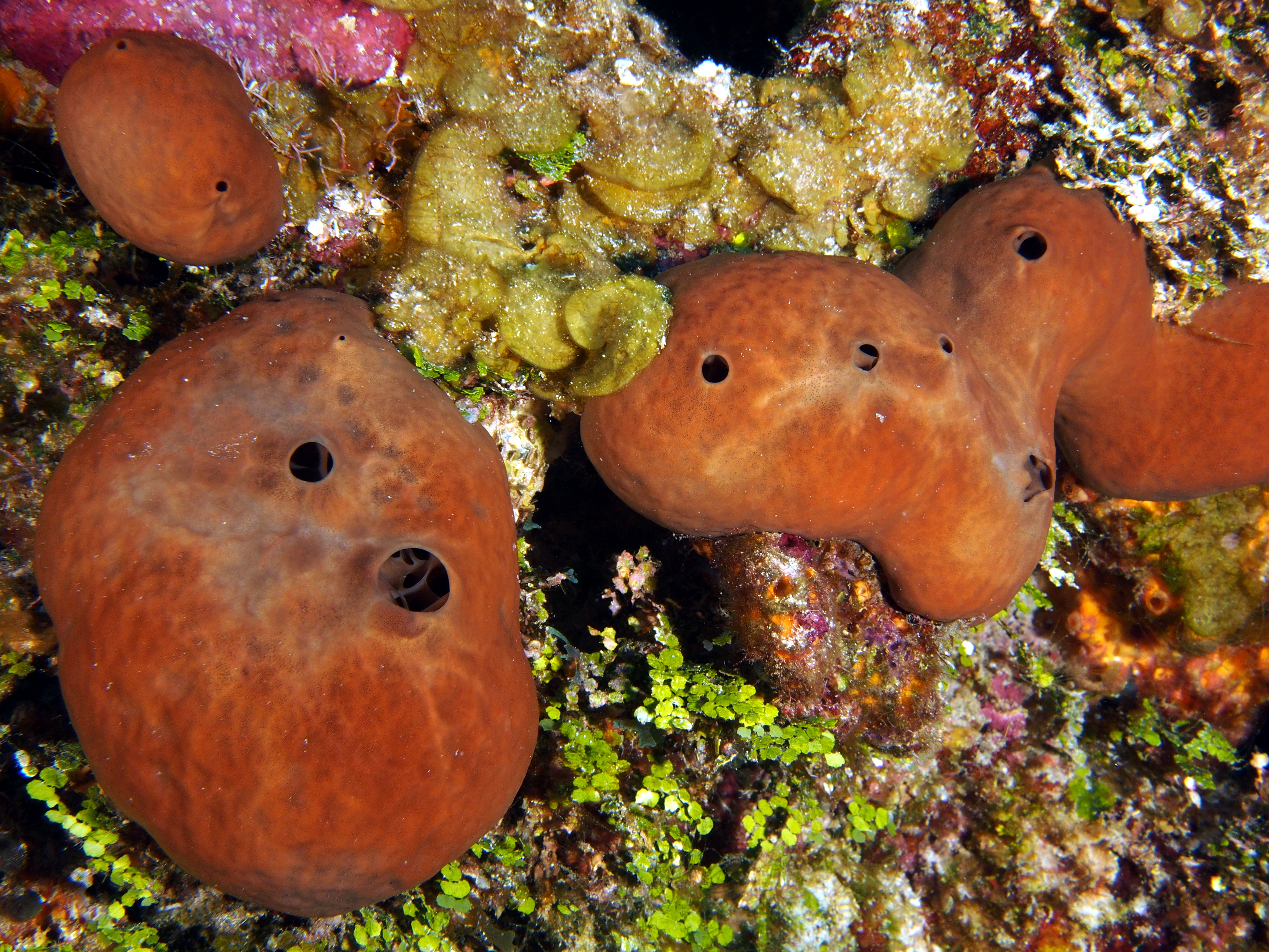 Plakortis halichondrioides - Plakortis halichondrioides - Cozumel, Mexico