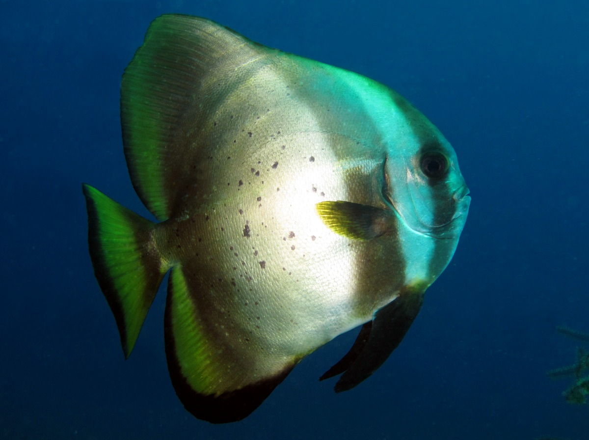 Golden spadefish - Platax boersii