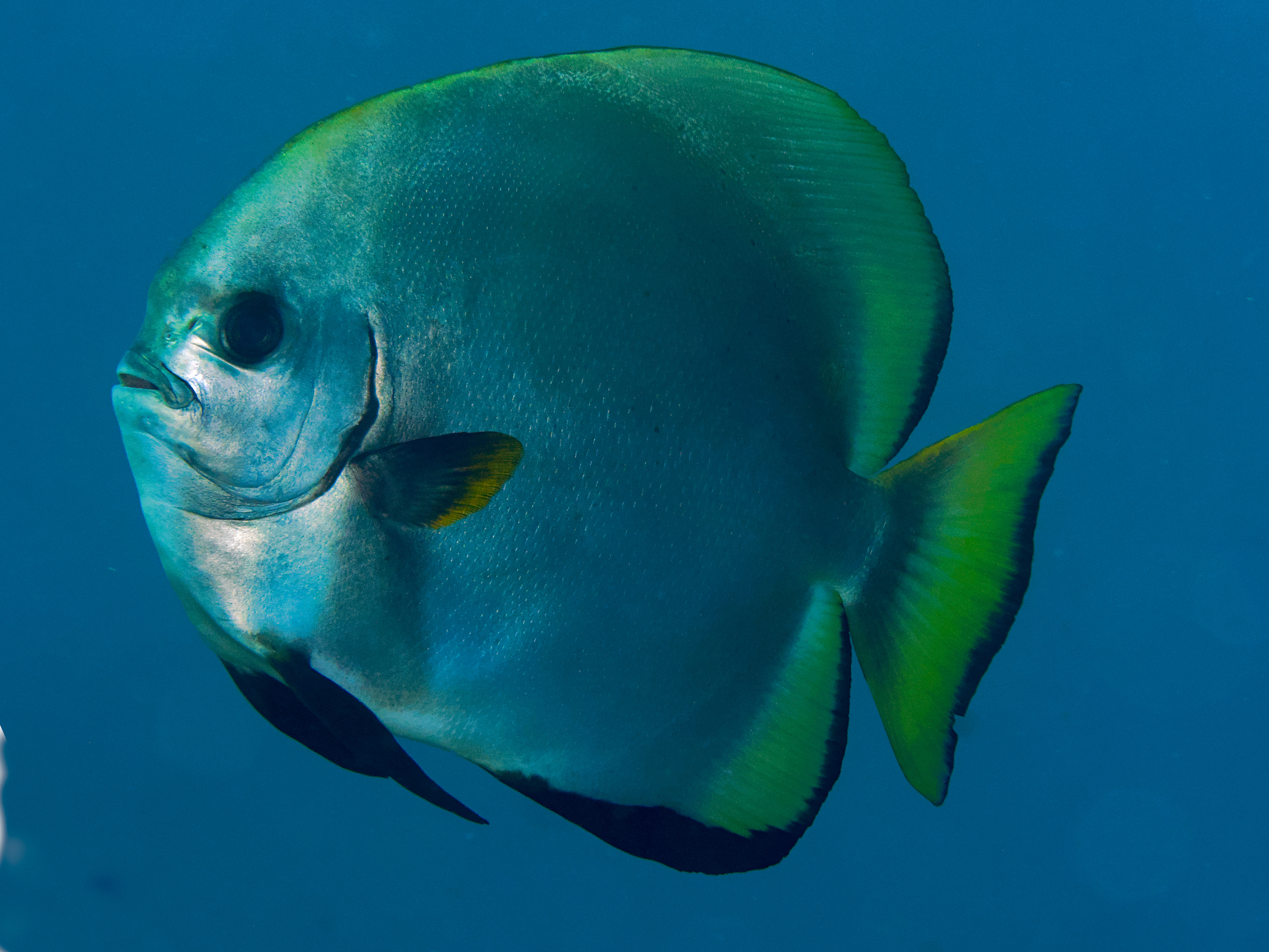 Golden spadefish - Platax boersii