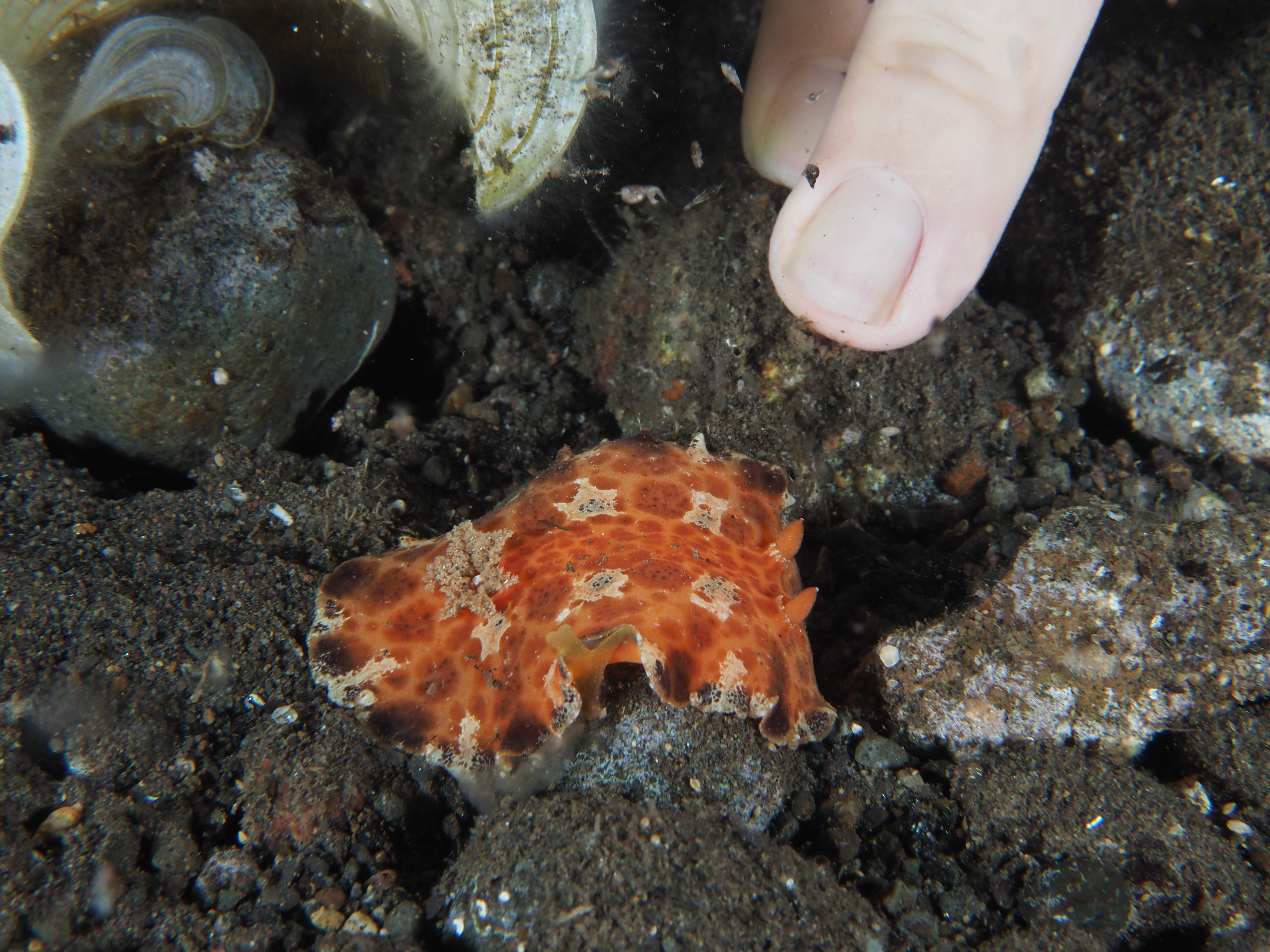 Platydoris ellioti - Platydoris ellioti