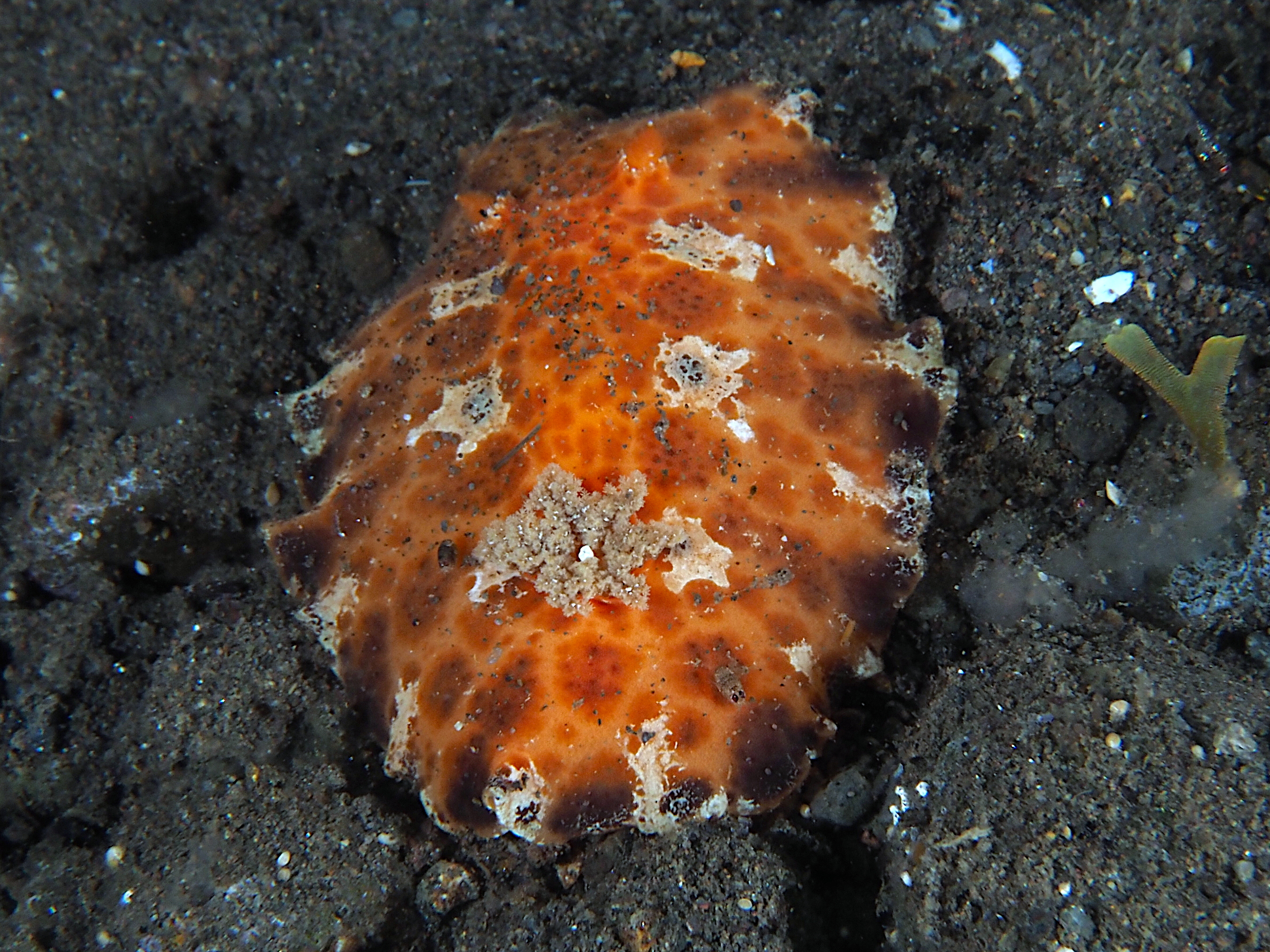 Platydoris ellioti - Platydoris ellioti