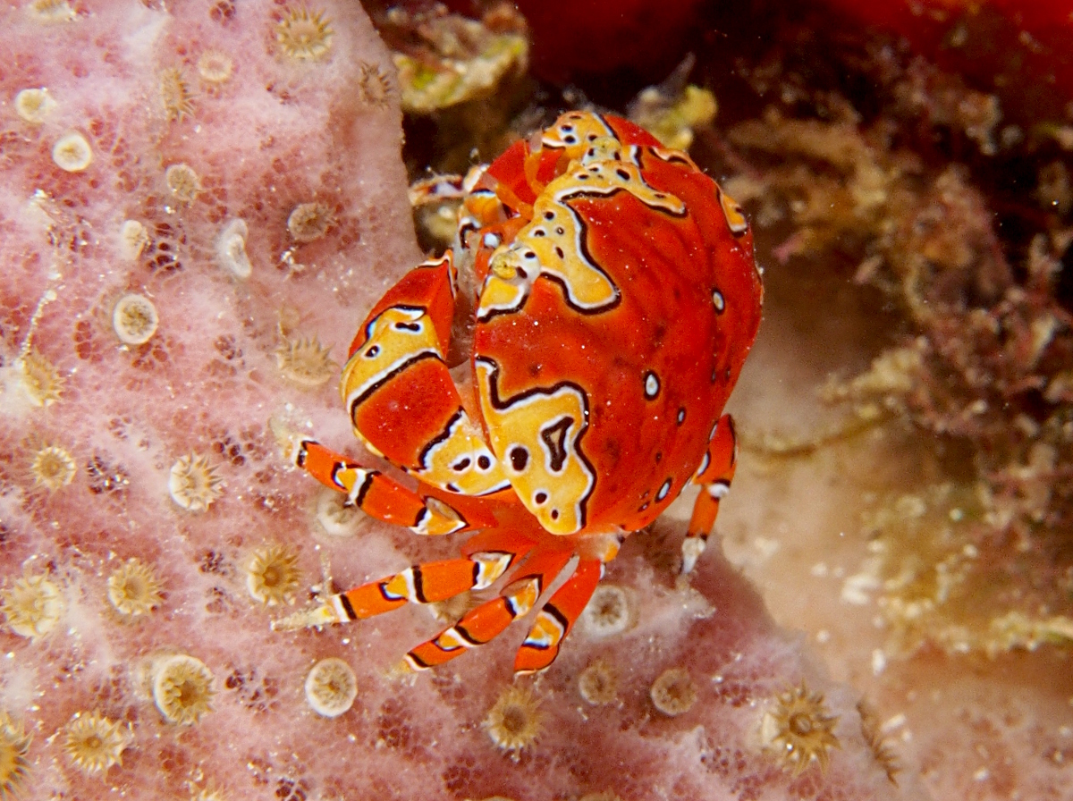 Gaudy Clown Crab - Platypodiella spectabilis