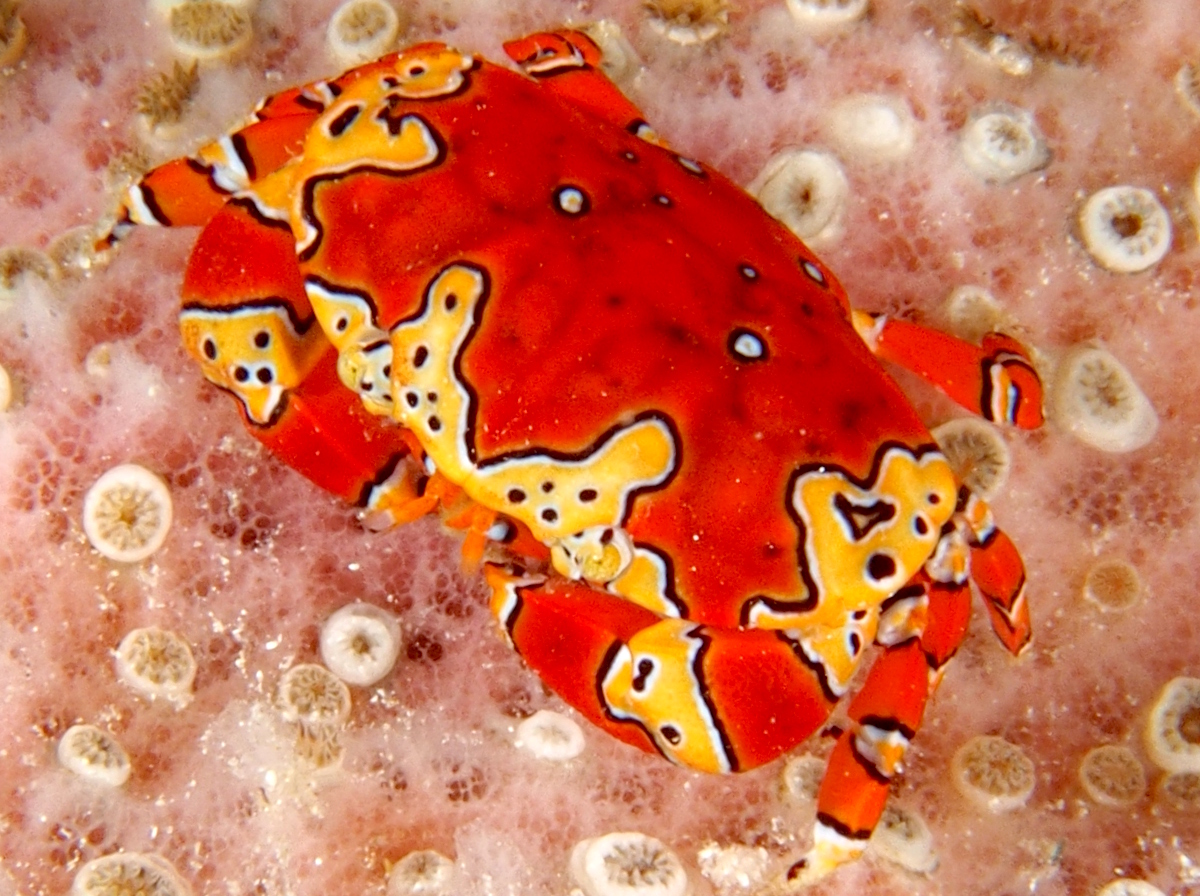 Gaudy Clown Crab - Platypodiella spectabilis