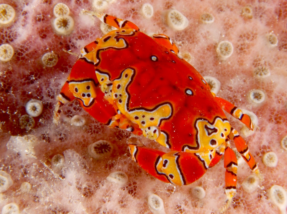 Gaudy Clown Crab - Platypodiella spectabilis