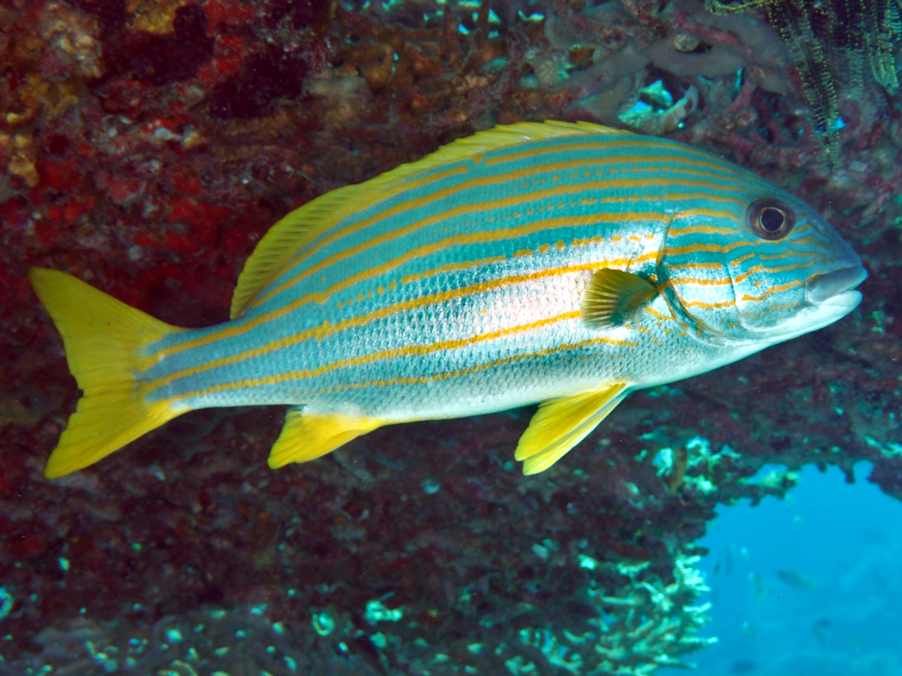 Goldlstriped Sweetlips - Plectorhinchus chrysotaenia - Komodo, Indonesia