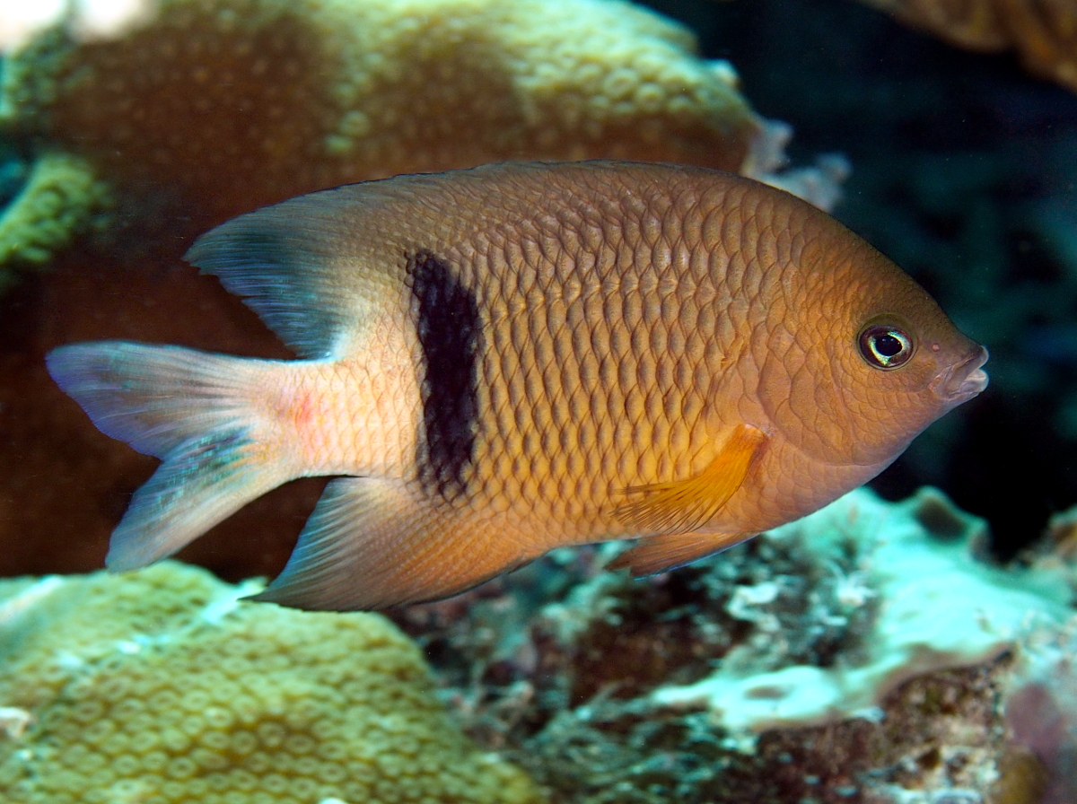 Blackbar Damsel - Plectroglyphidodon dickii - Palau