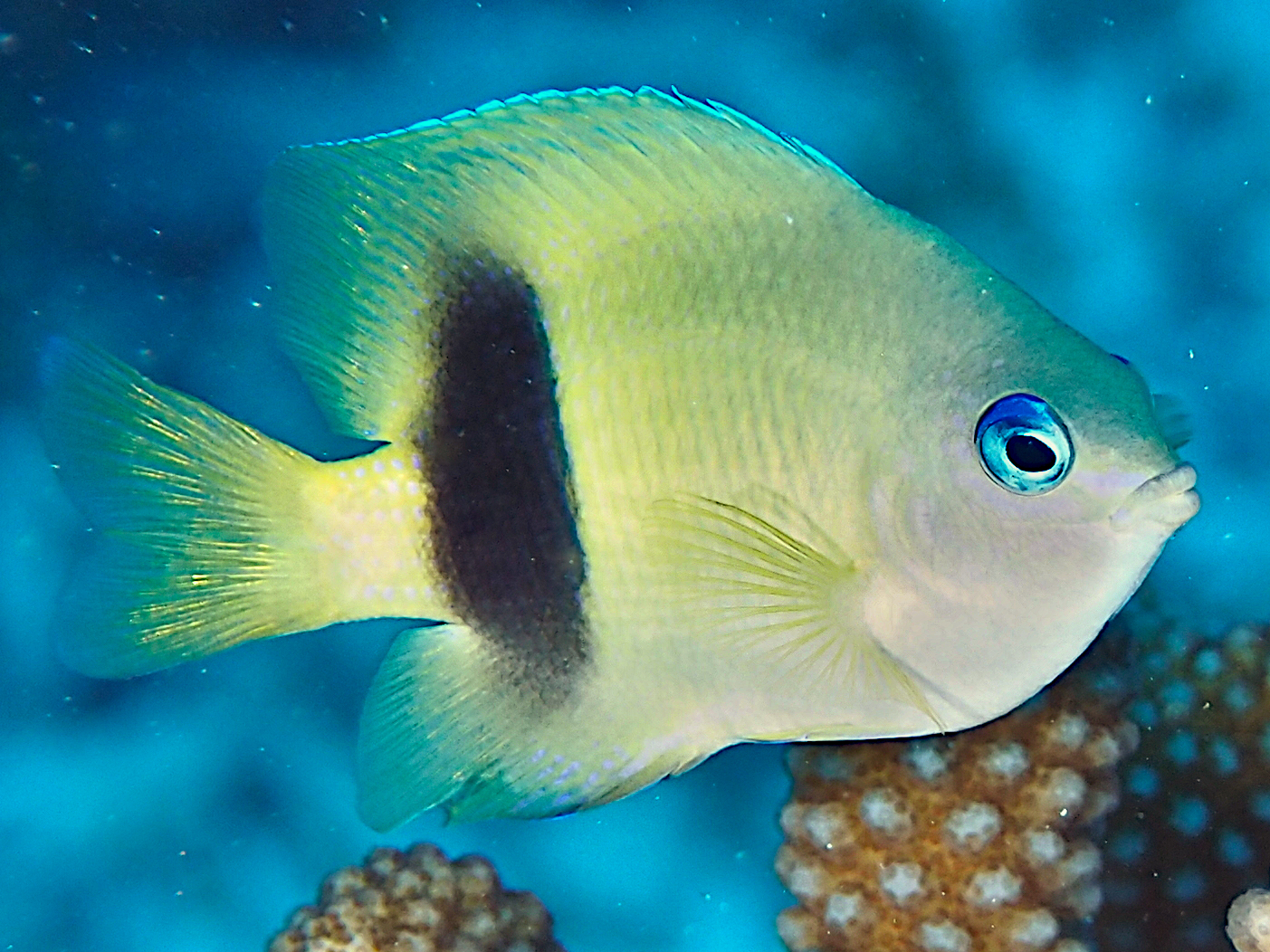 Johnston Damsel - Plectroglyphidodon johnstonianus