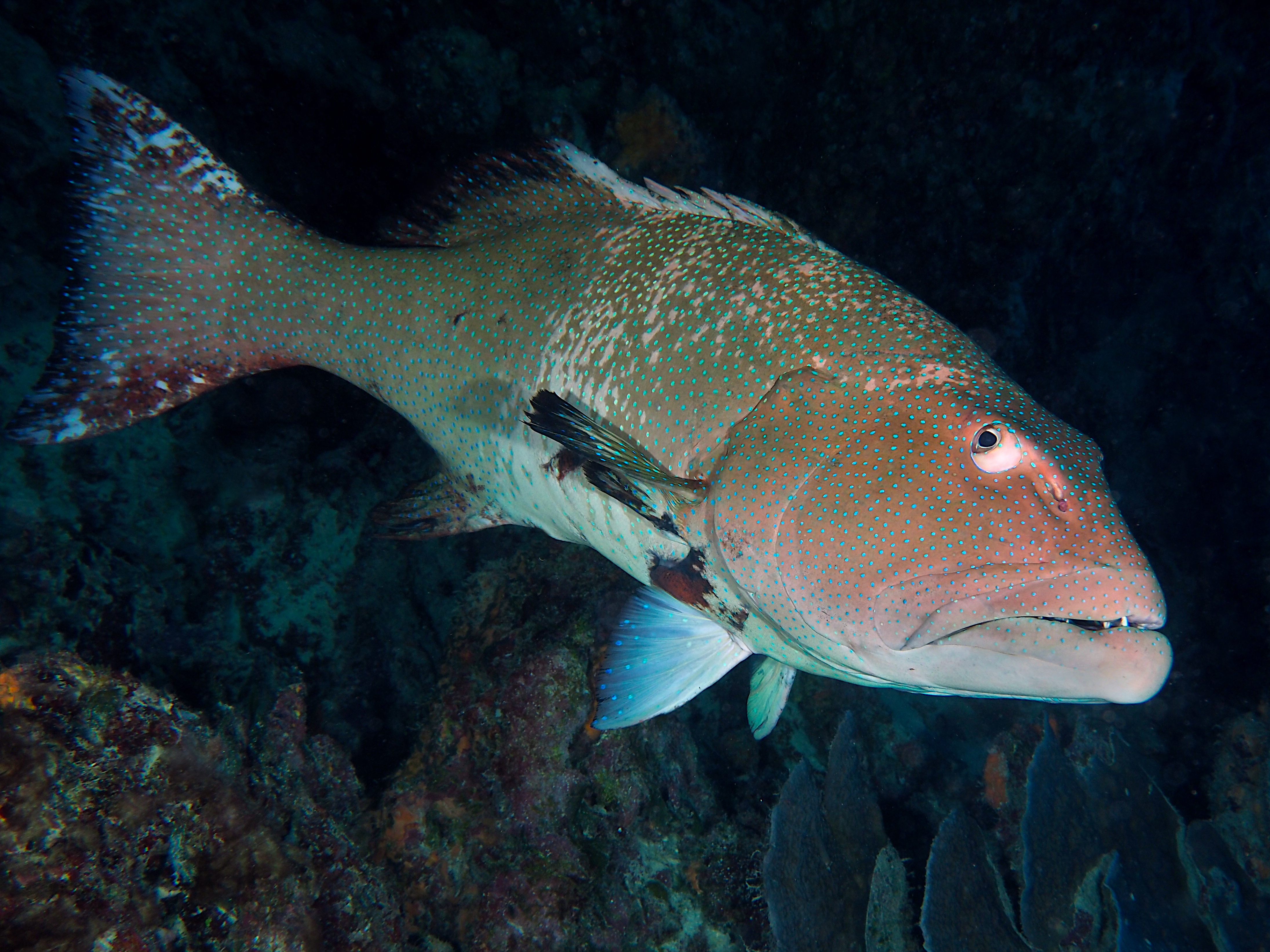 Blacksaddled Coral Grouper - Plectropomus laevis