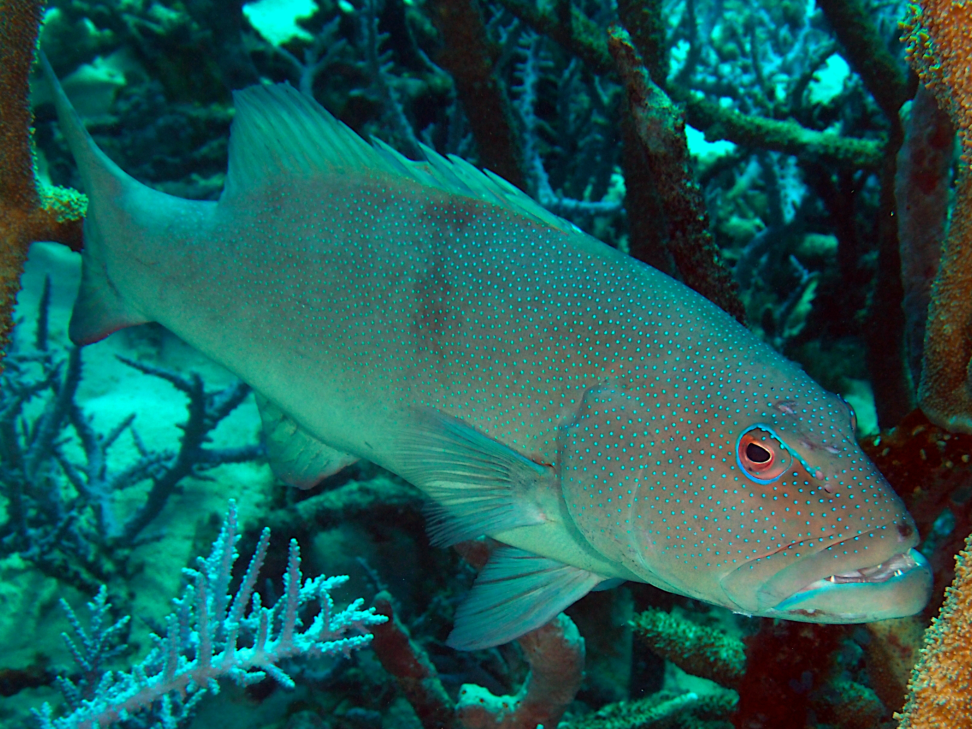 Blacksaddled Coral Grouper - Plectropomus laevis