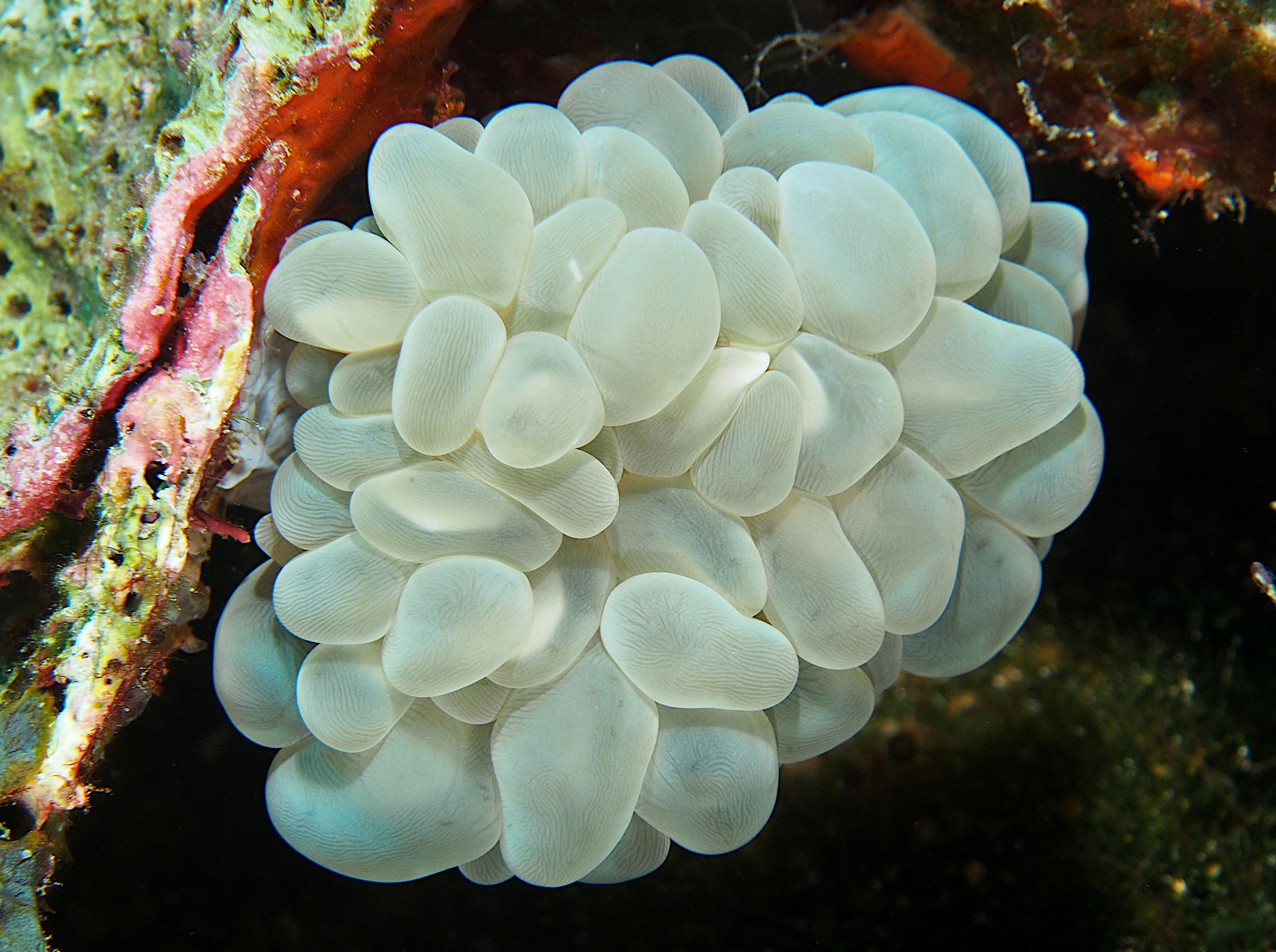 Bubble Coral - Plerogyra sinuosa