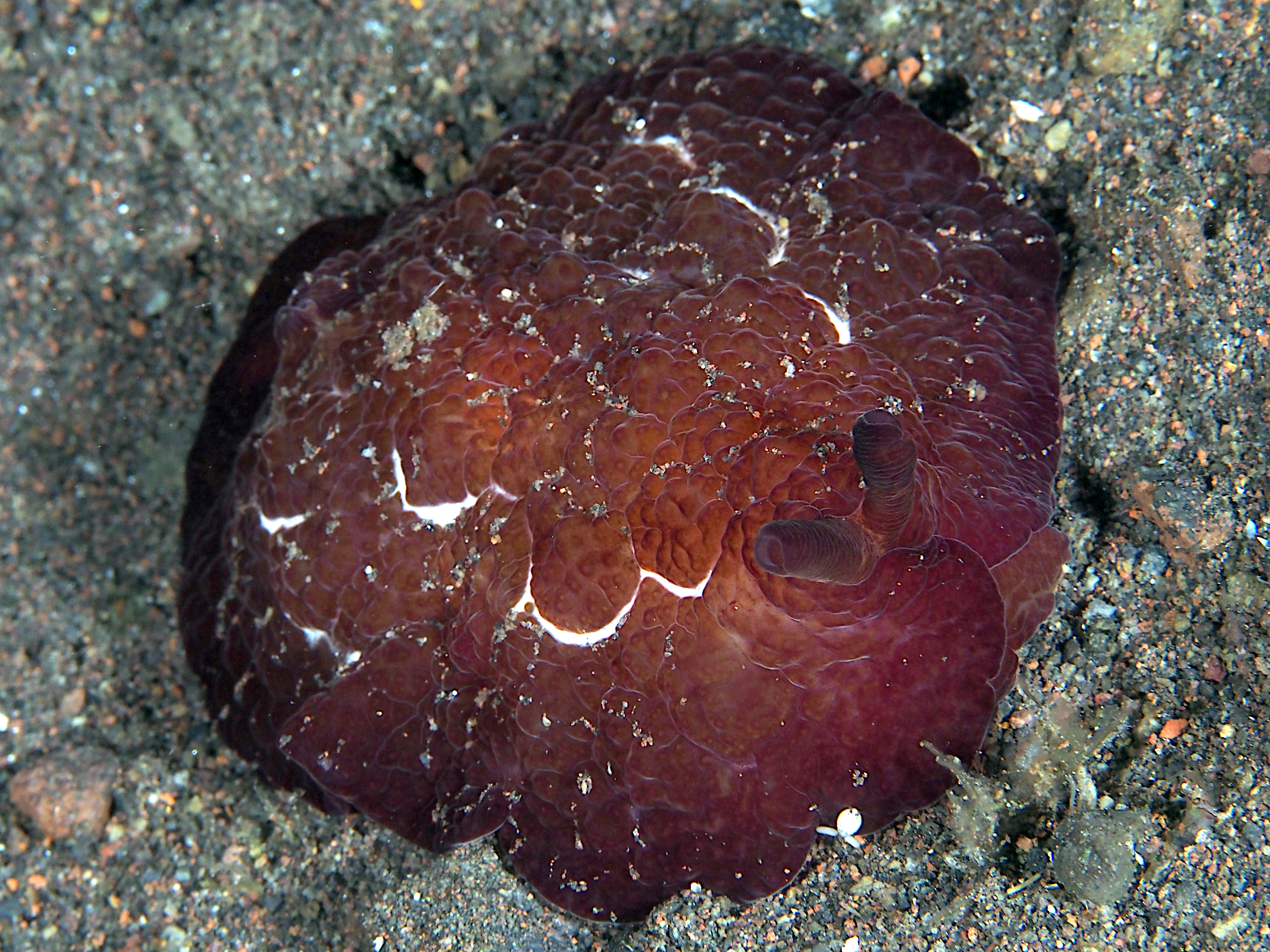 Forskal's Pleurobranch - Pleurobranchus forskalii