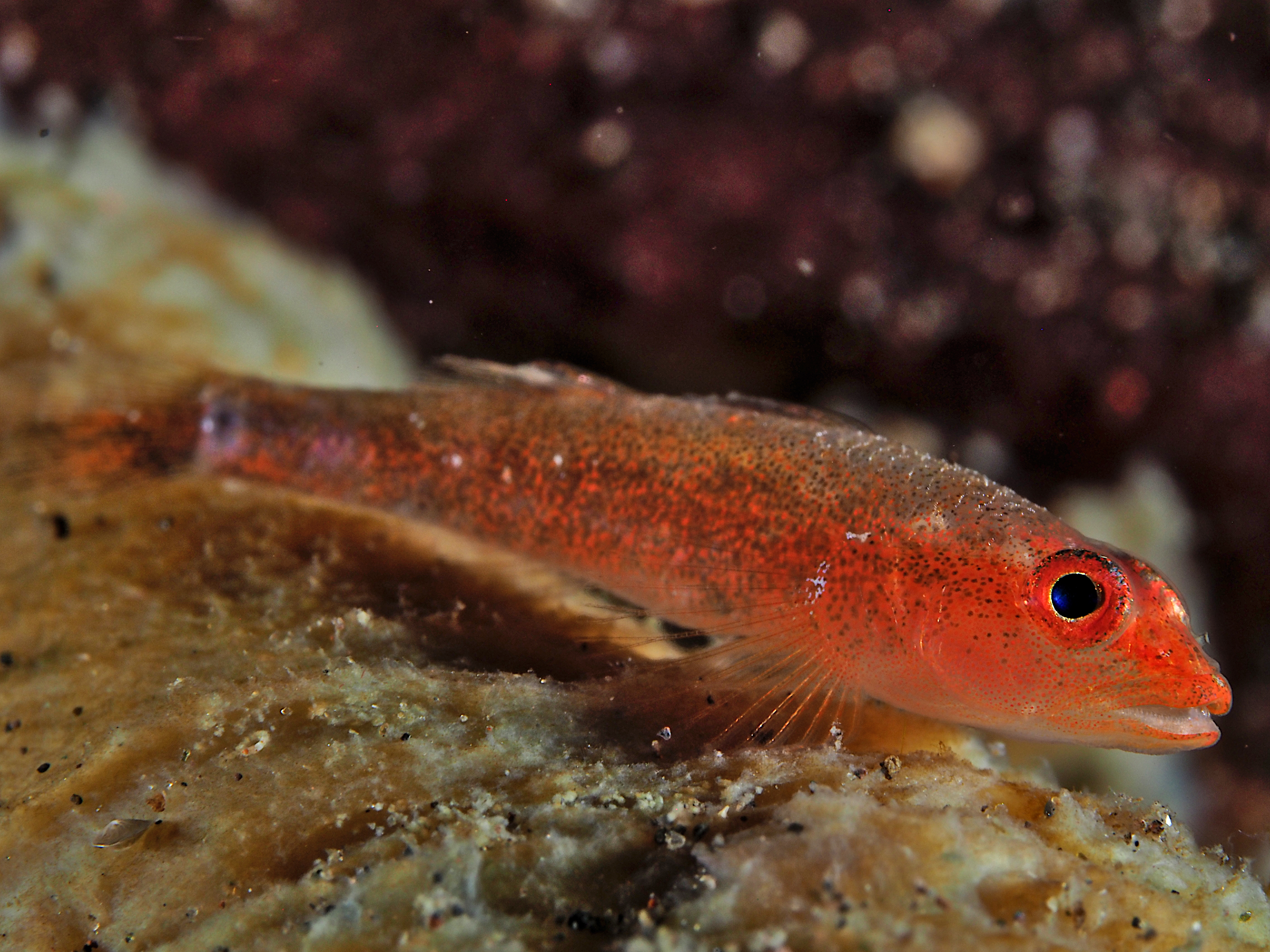 Many-Host Ghostgoby - Pleurosicya mossambica