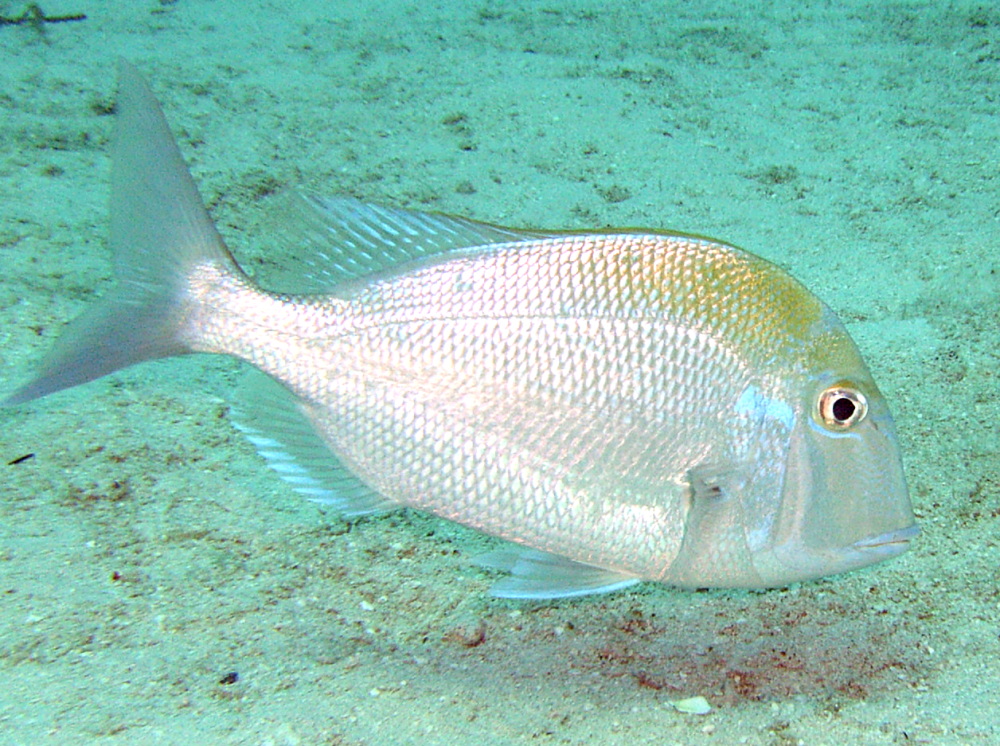 Pluma Porgy - Calamus pennatula