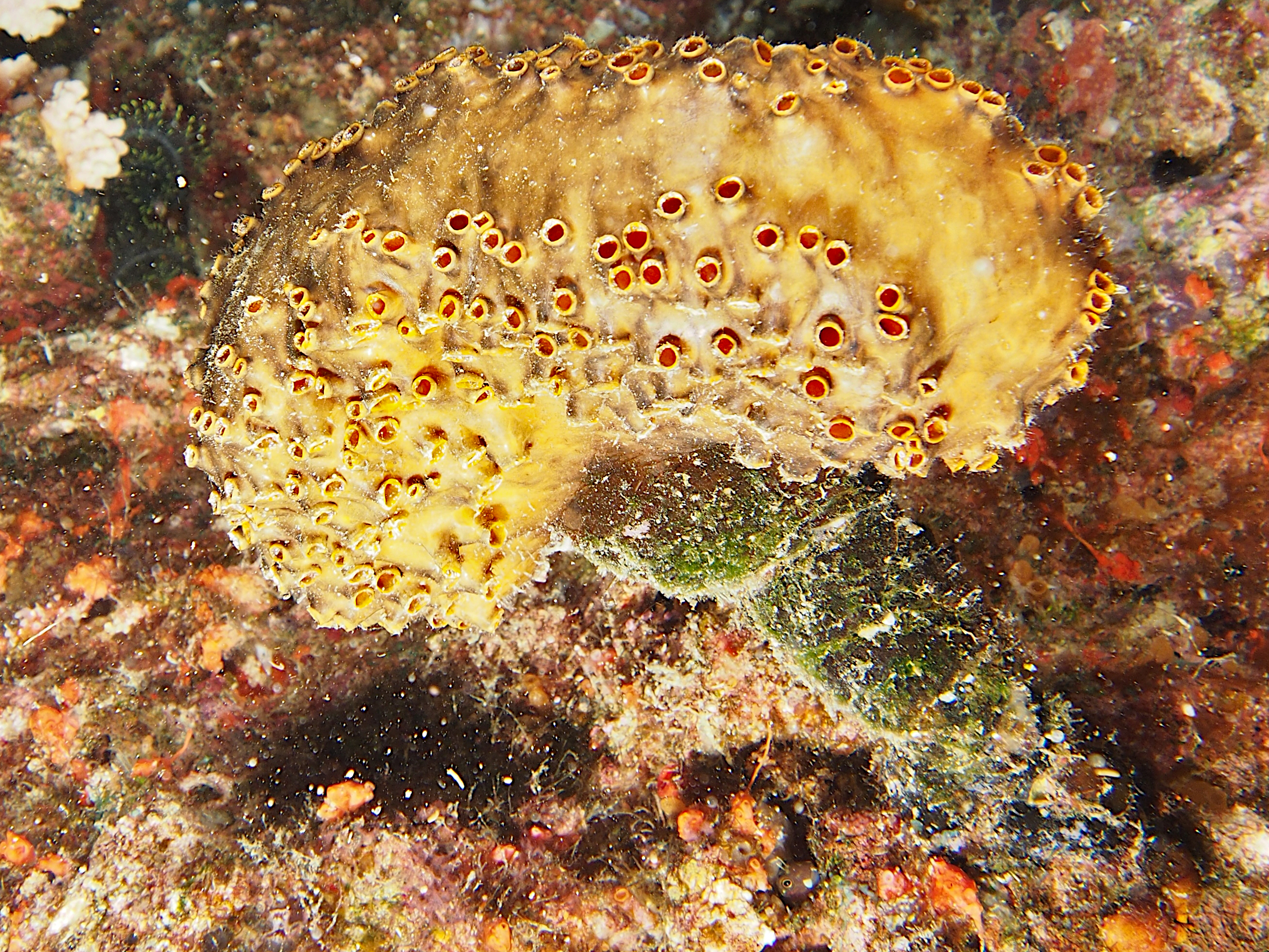 Polyandrocarpa polypora - Polyandrocarpa polypora - Fiji