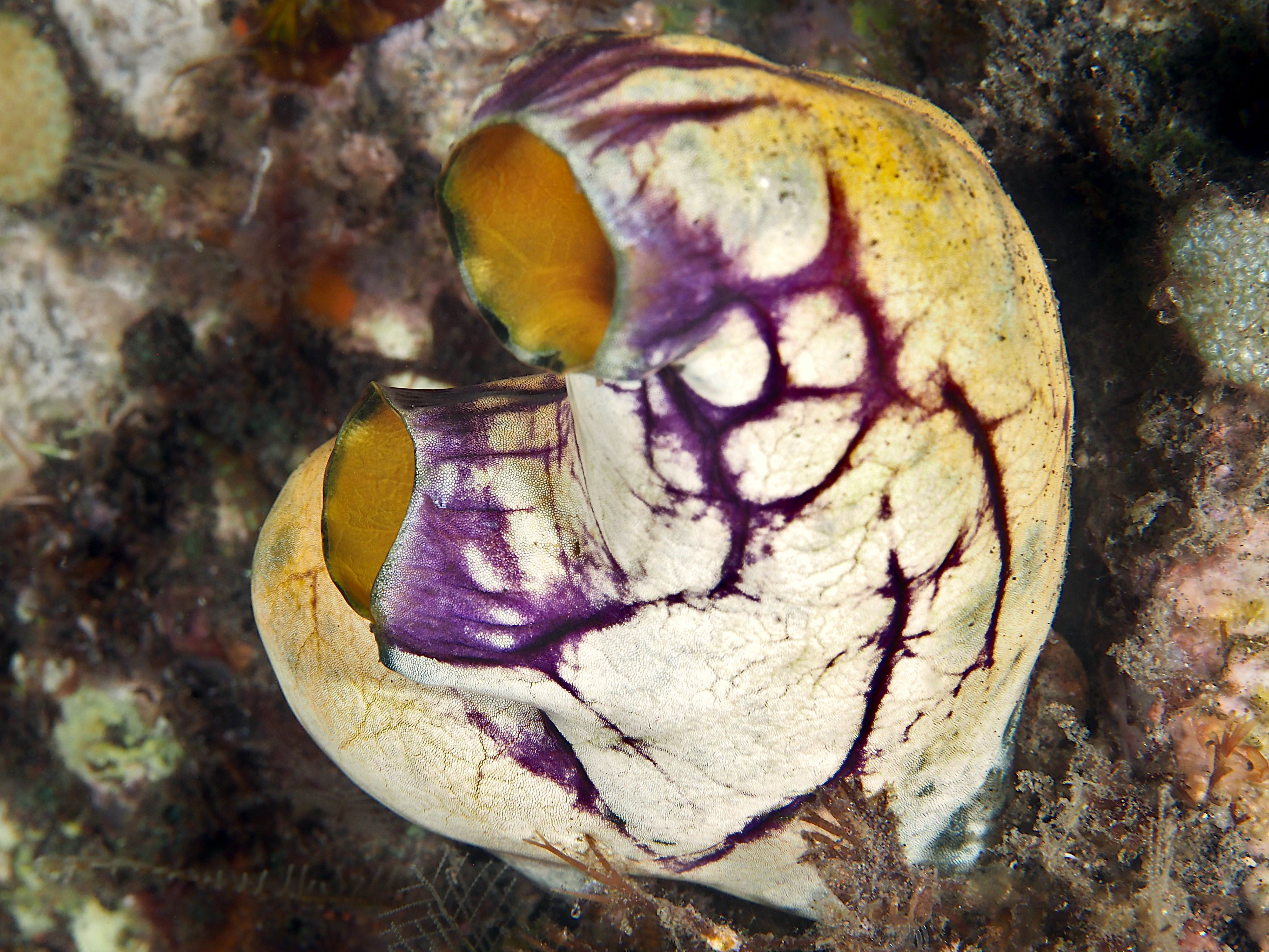 Ink-Spot Sea Squirt - Polycarpa aurata