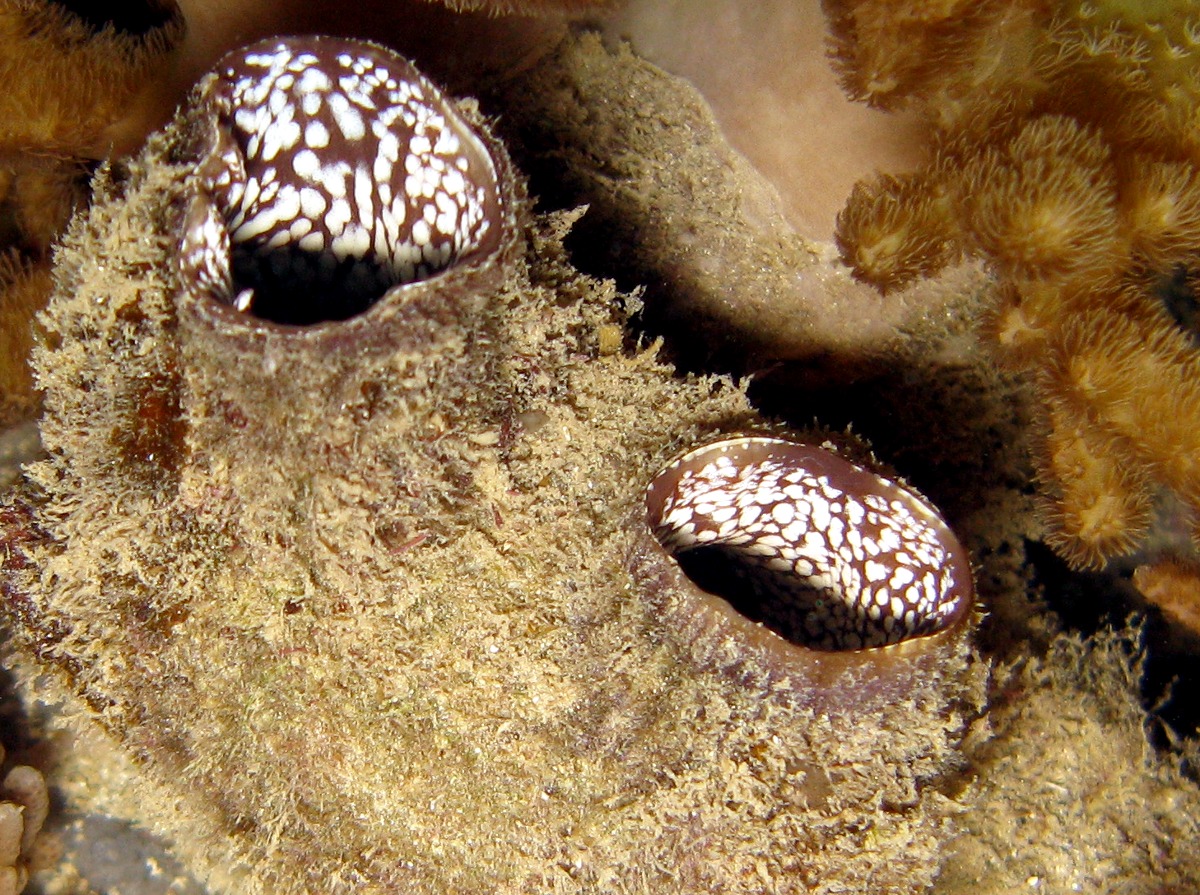 Polycarpa pigmentata - Polycarpa pigmentata - Palau