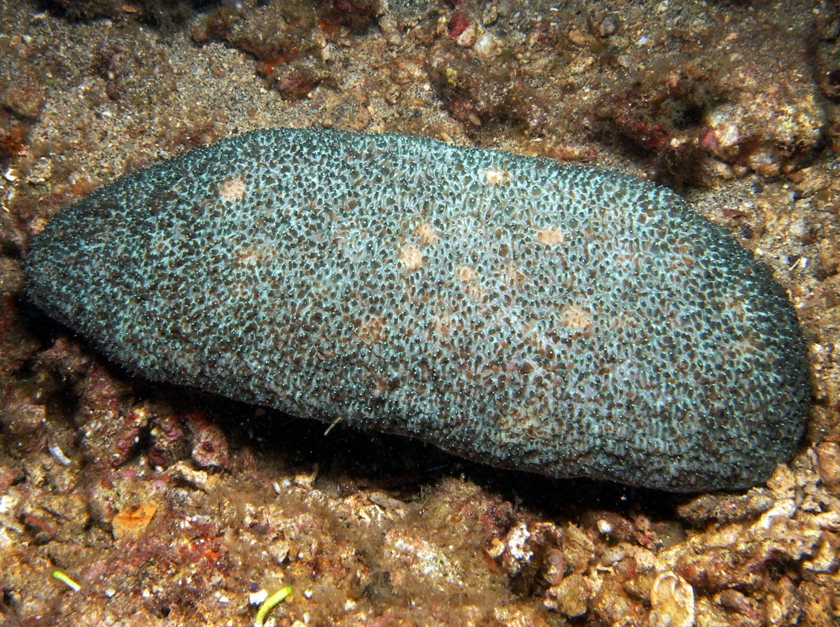 Polyphyllia talpina - Polyphyllia talpina