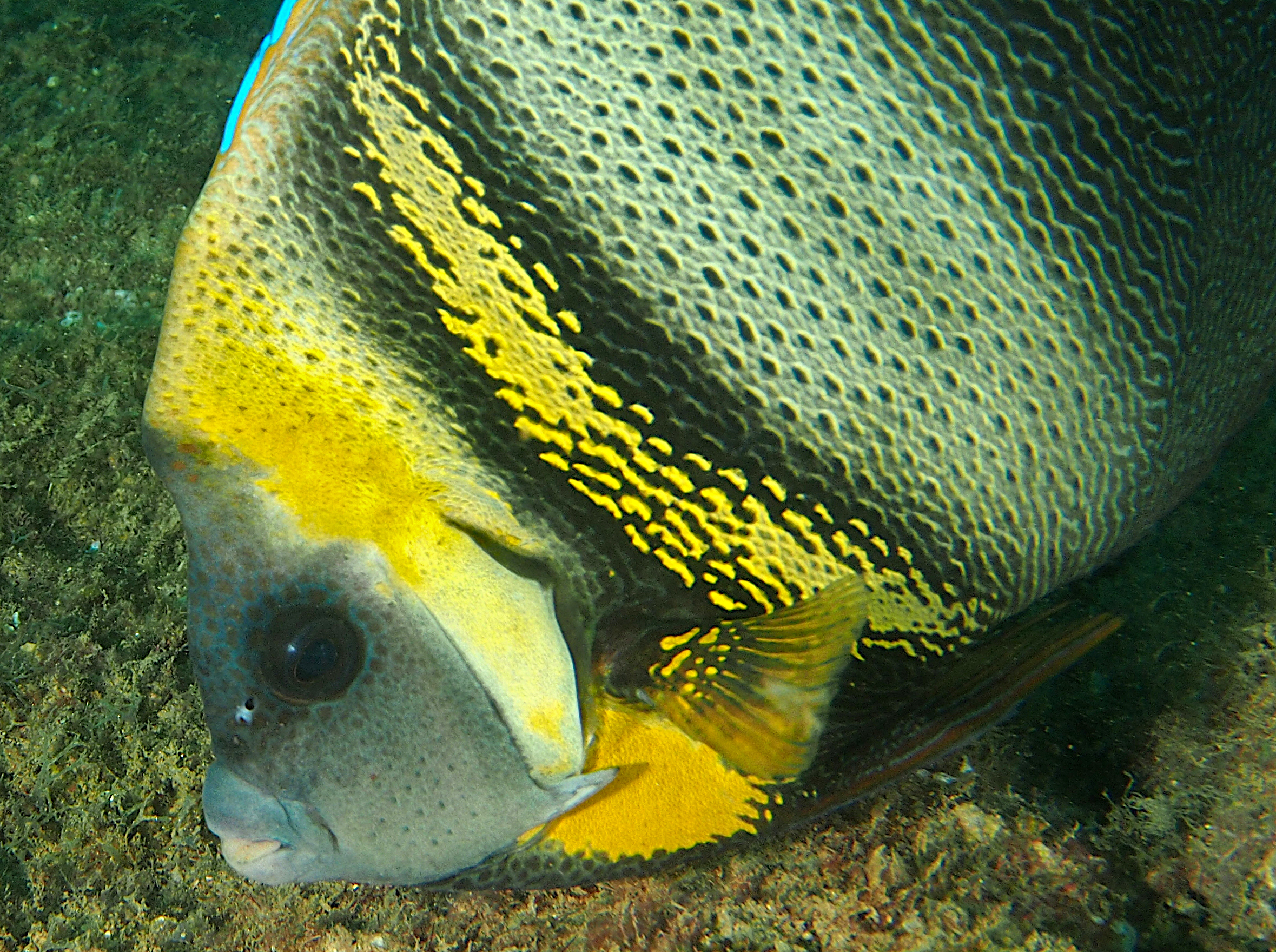 Cortez Angelfish - Pomacanthus zonipectus