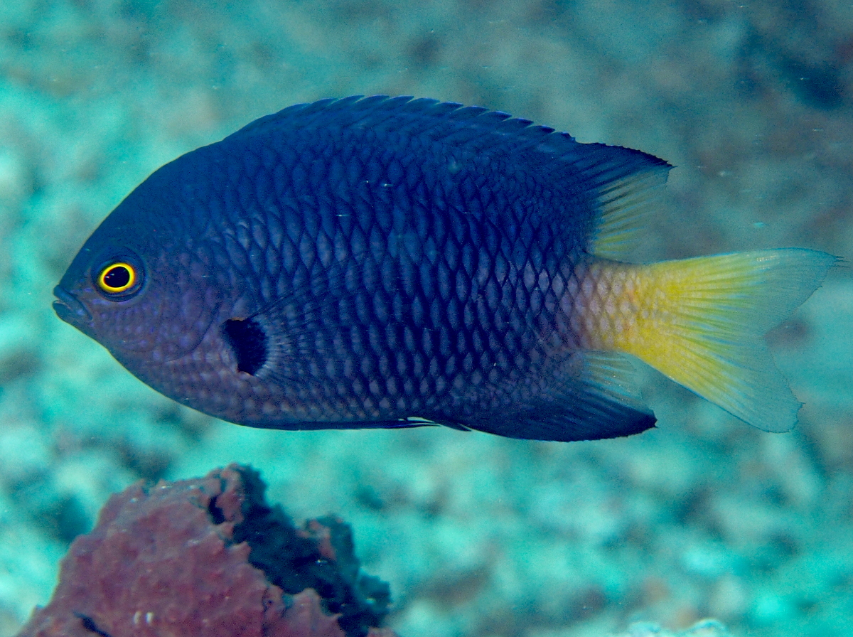 Imitator Damsel - Pomacentrus imitator - Fiji