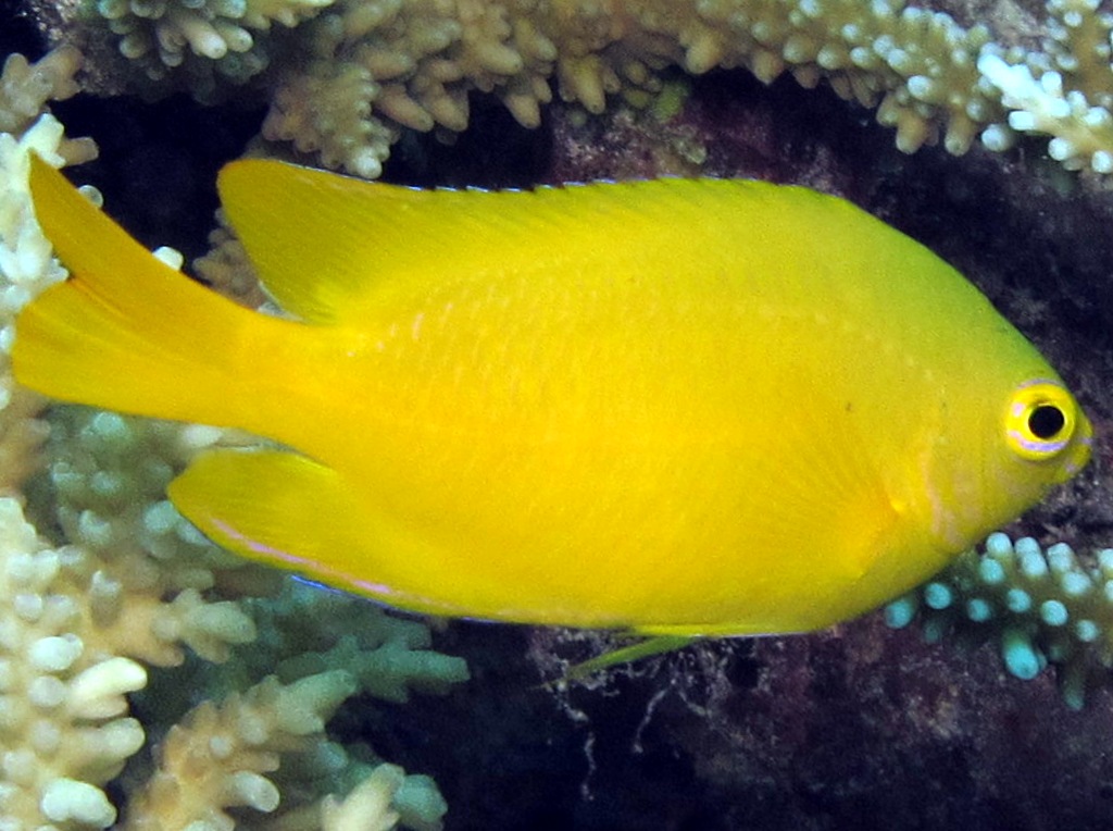 Lemon Damsel - Pomacentrus moluccensis
