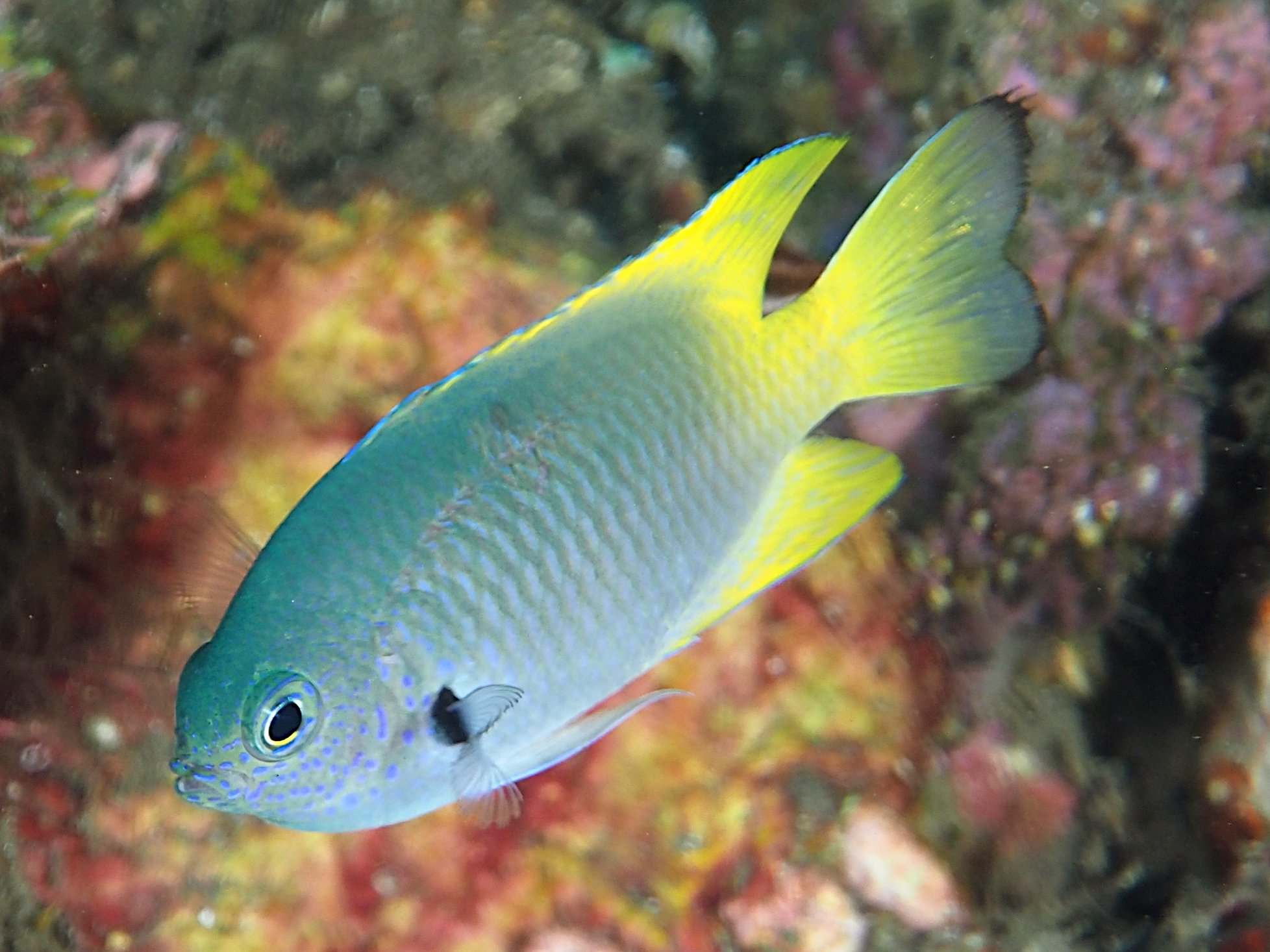 Blackmargined Damsel - Pomacentrus nigromarginatus