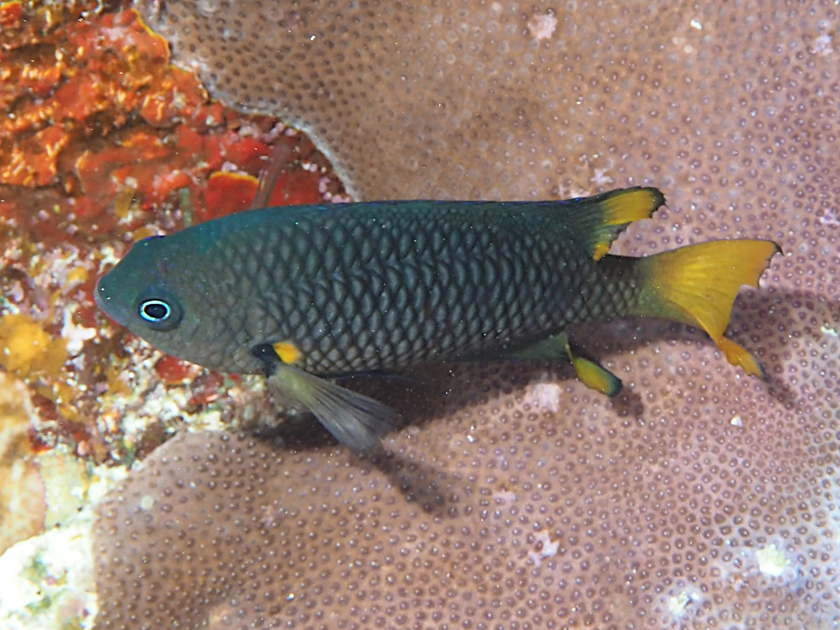 Philippine Damsel - Pomacentrus philippinus - Coral Sea, Australia