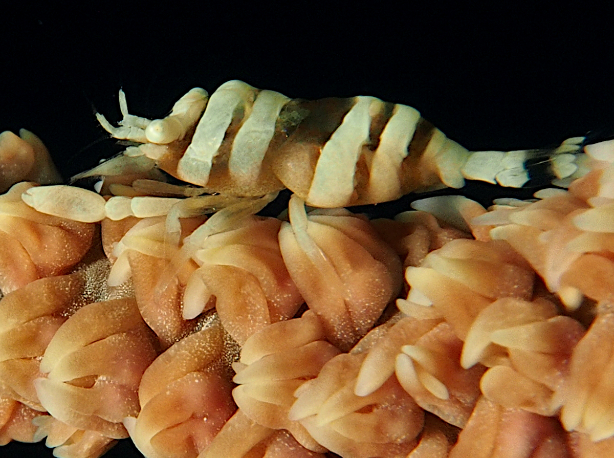 Anker's Whip Coral Shrimp - Pontonides ankeri