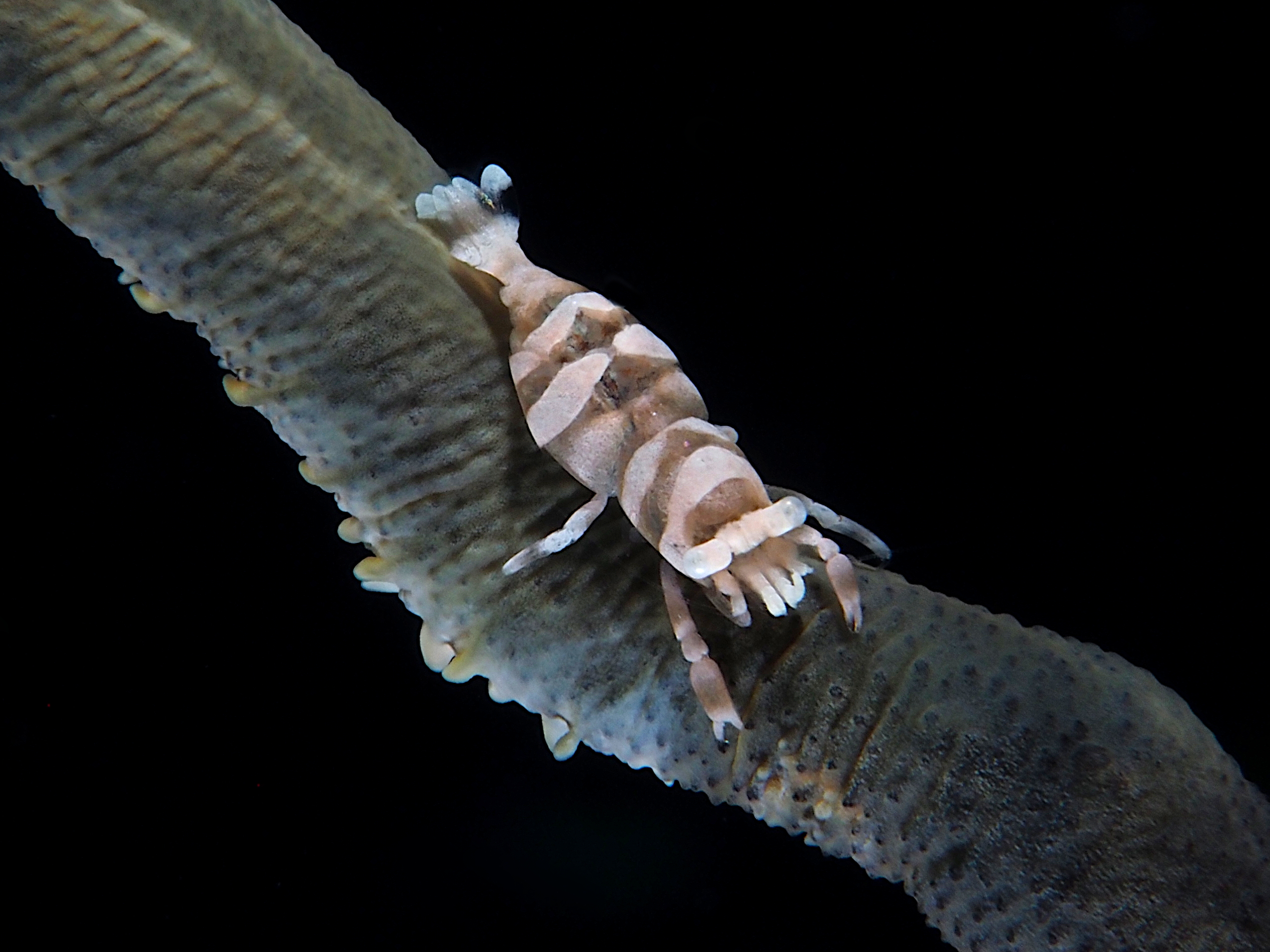 Anker's Whip Coral Shrimp - Pontonides ankeri