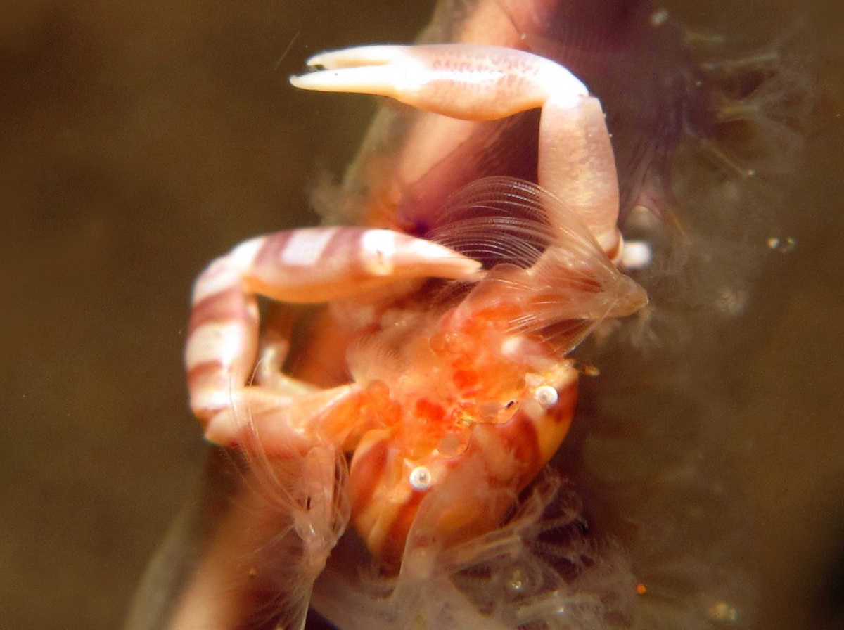 Haig's Porcelain Crab - Porcellanella haigae