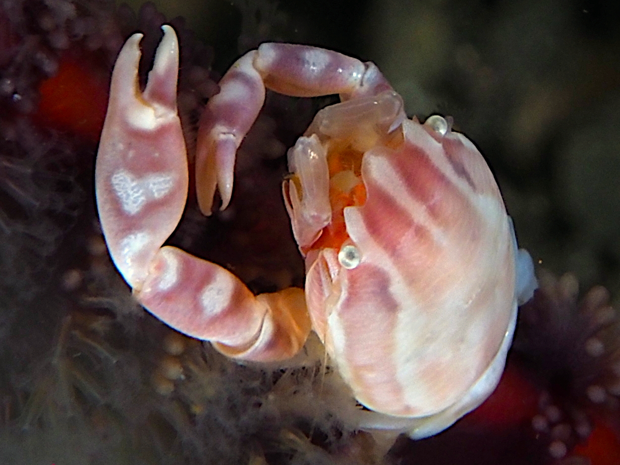 Haig's Porcelain Crab - Porcellanella haigae