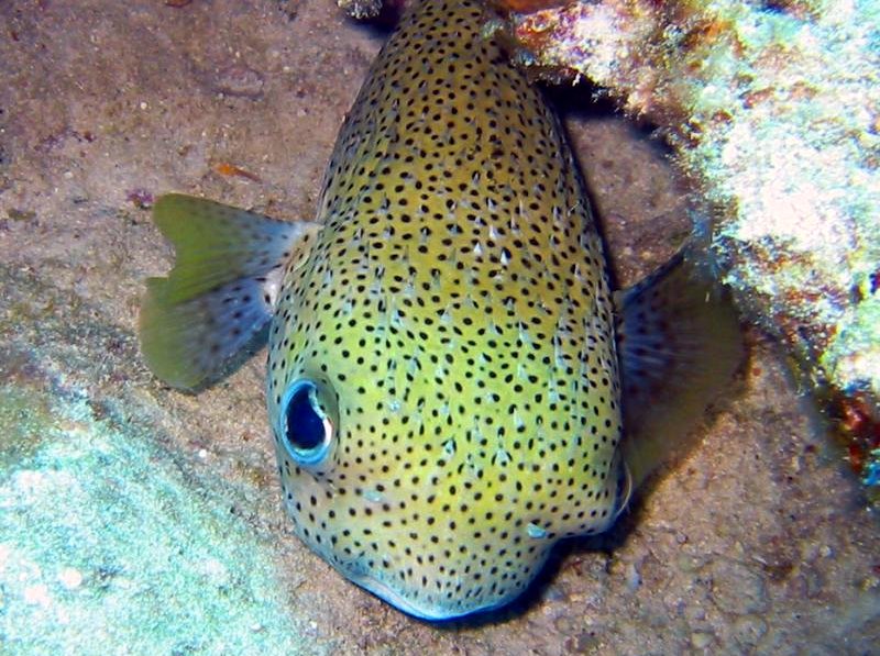 Porcupinefish - Diodon hystrix