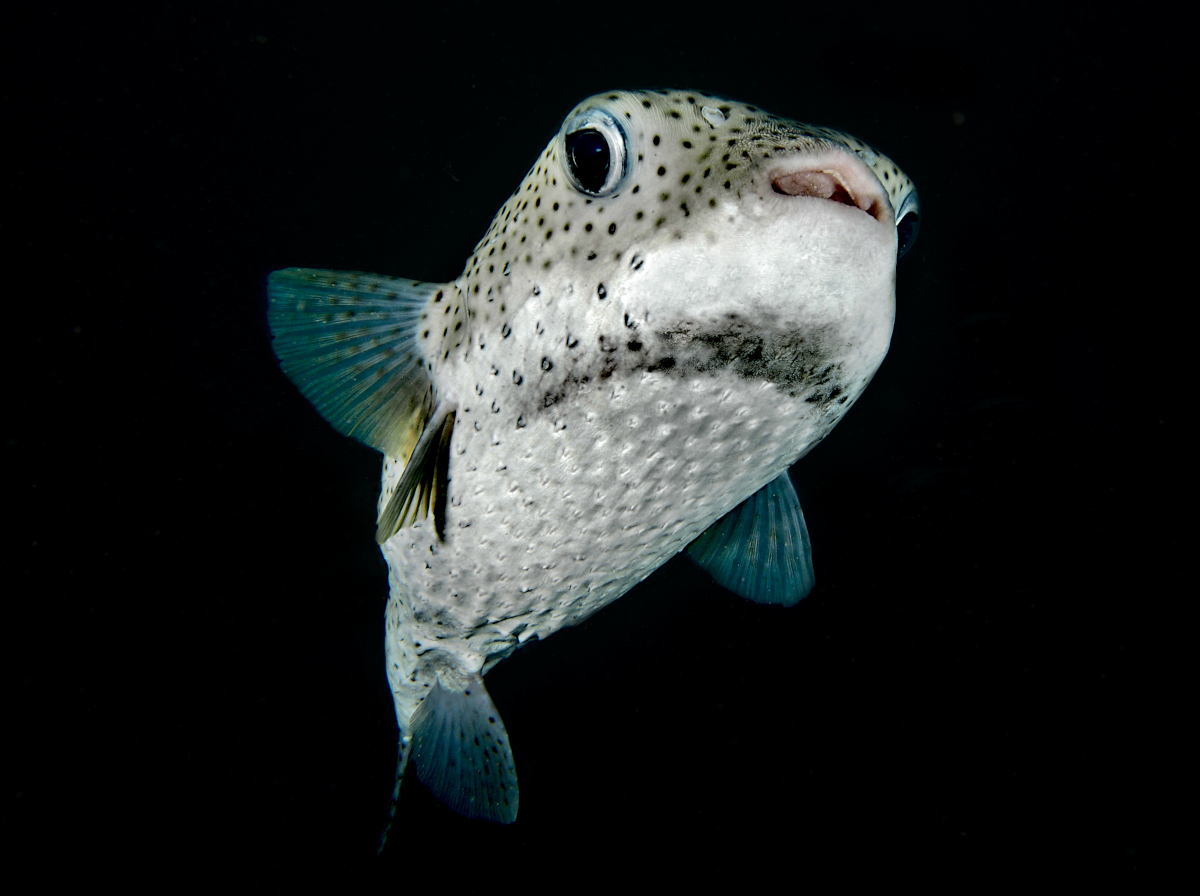 Porcupinefish - Diodon hystrix