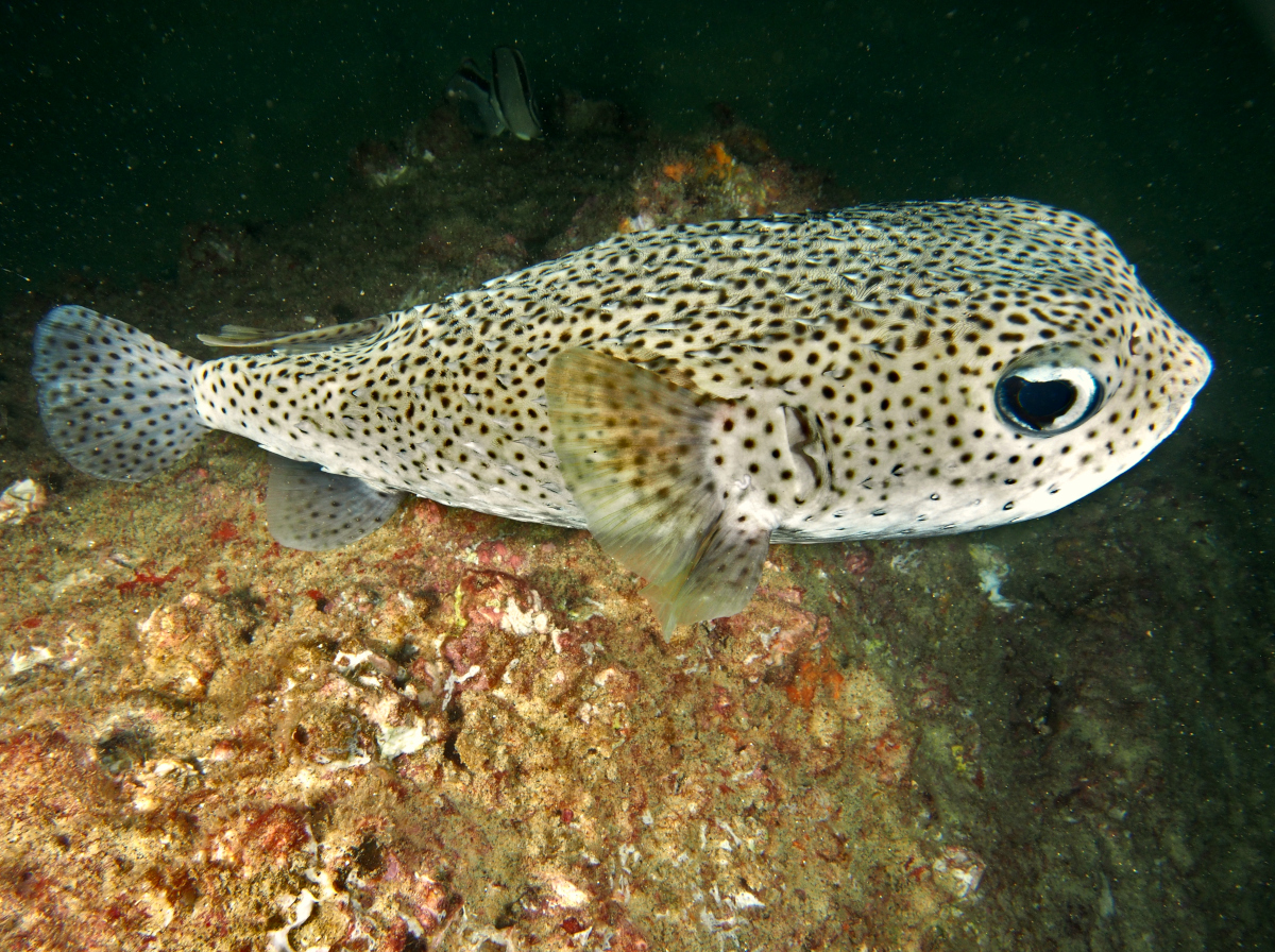 Porcupinefish - Diodon hystrix