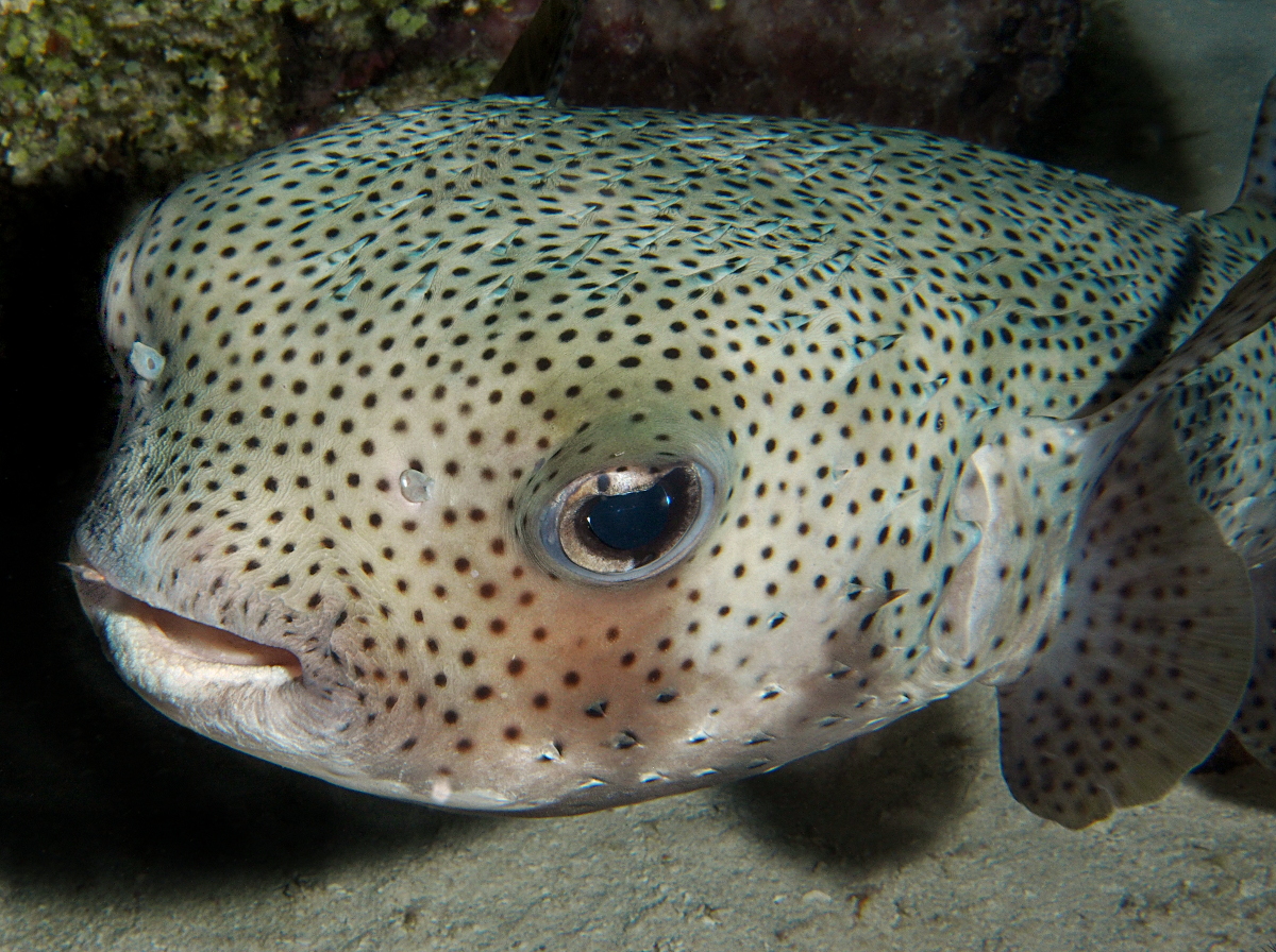 Porcupinefish - Diodon hystrix