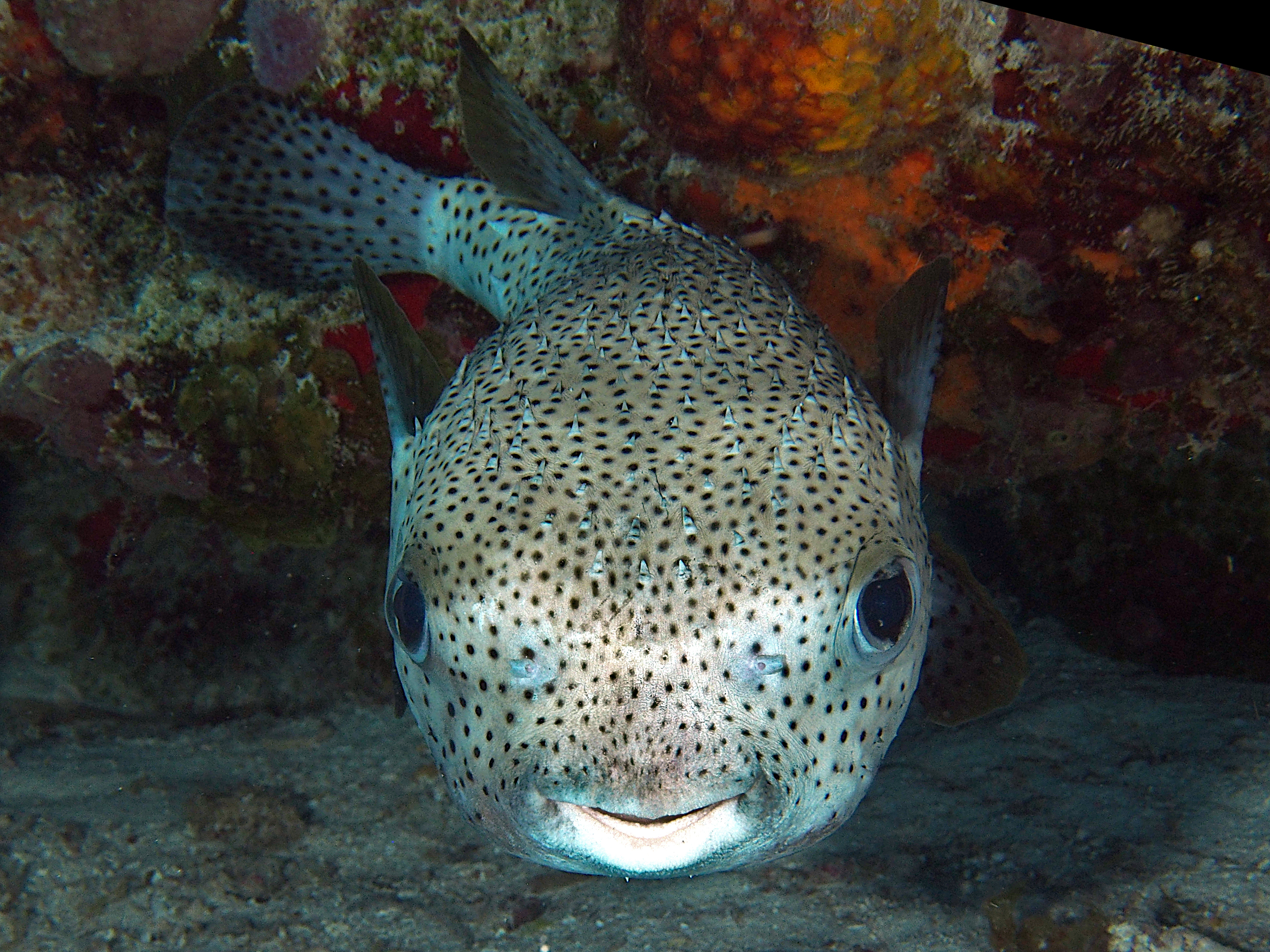 Porcupinefish - Diodon hystrix