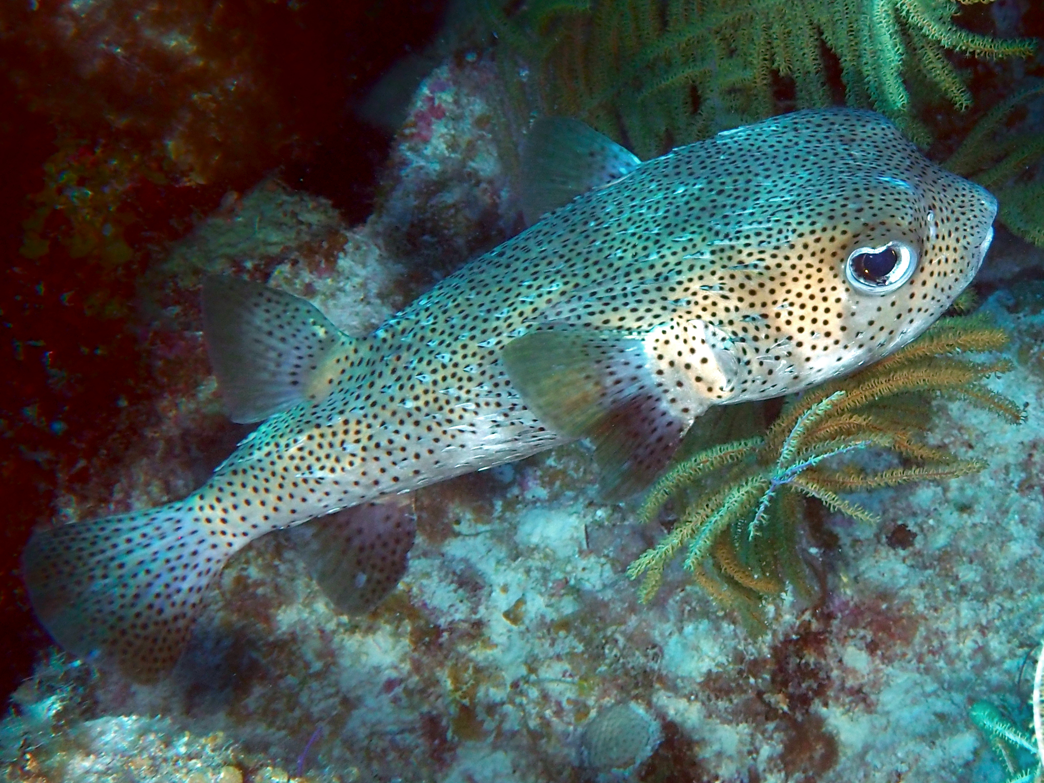 Porcupinefish - Diodon hystrix