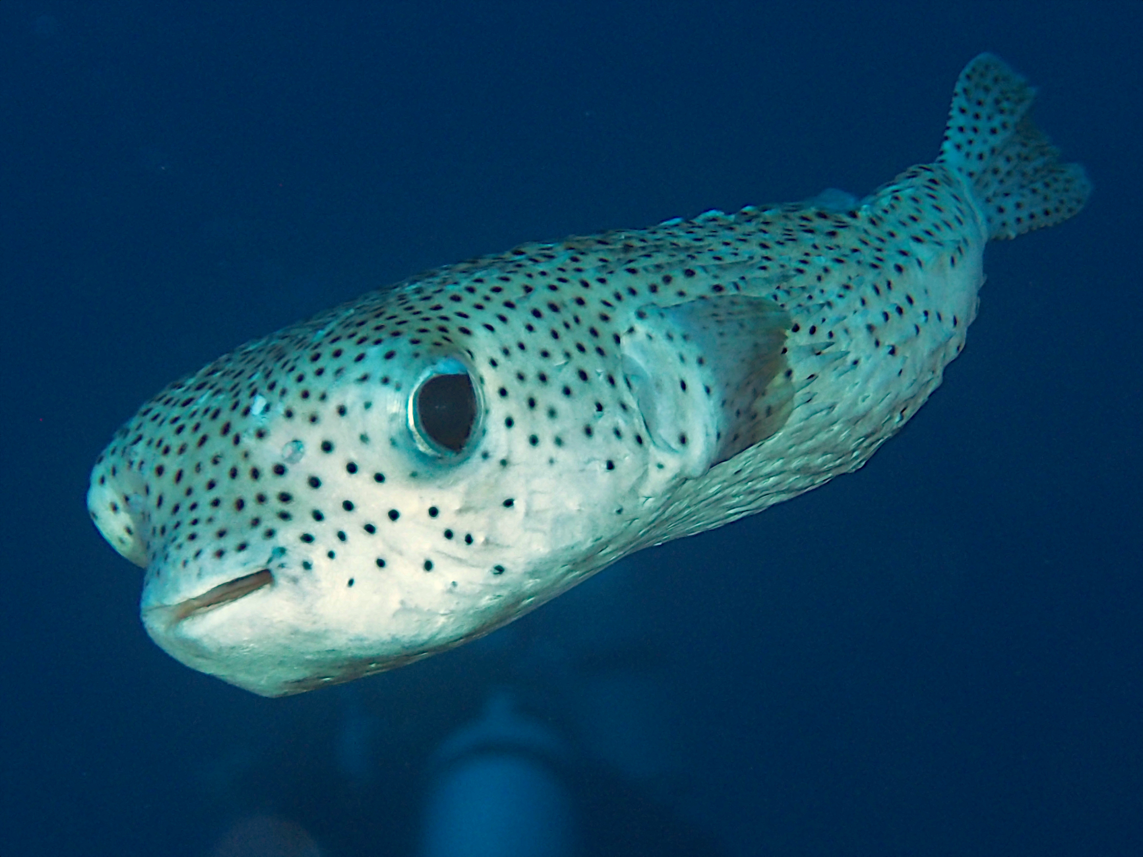 Spotted Porcupinefish - Diodon hystrix